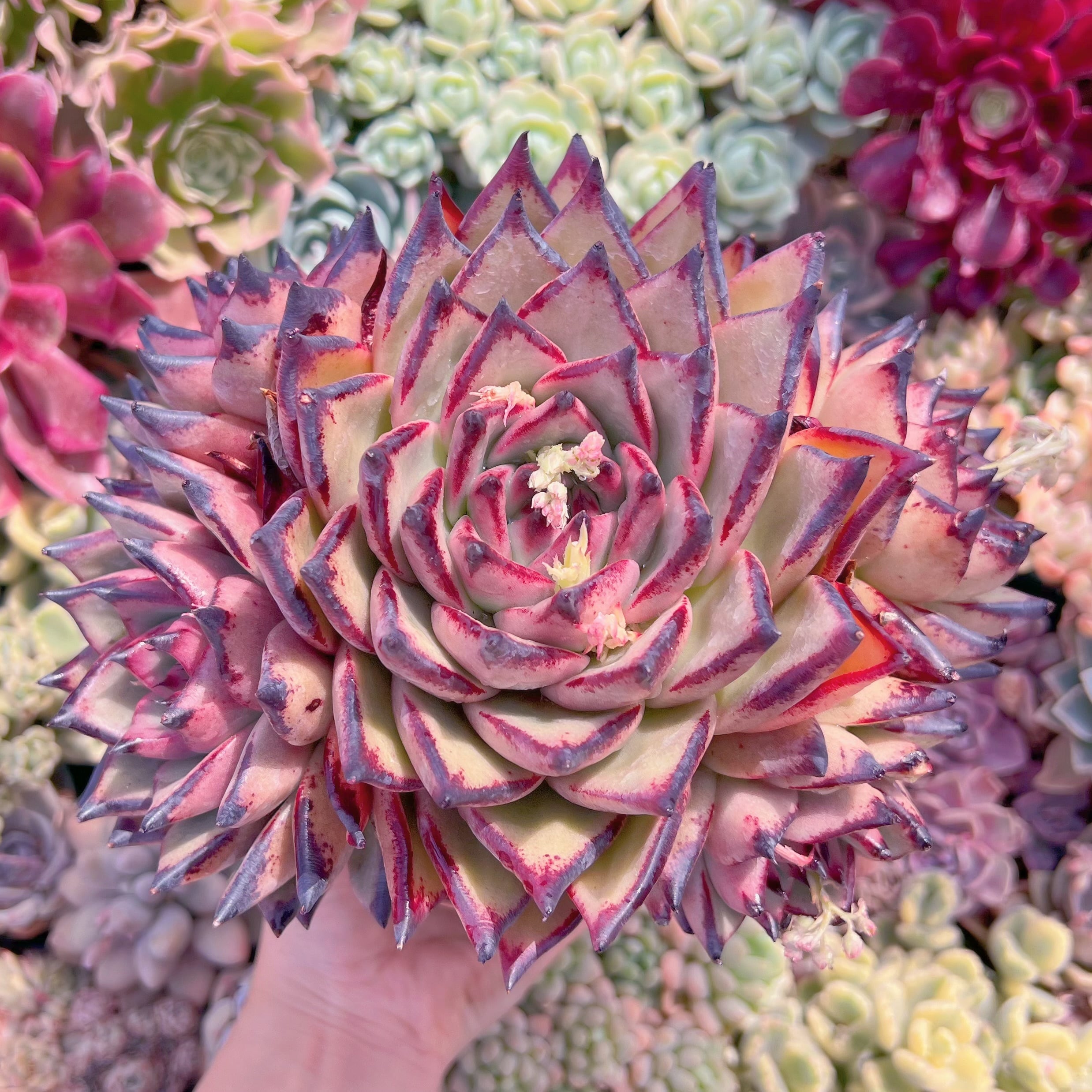 現品　モナ・リザ#A05　特特大群生　るる農園