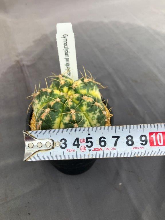 サボテン・ギムノカリキウム 海王丸 斑入り | 日本ライン花木センター