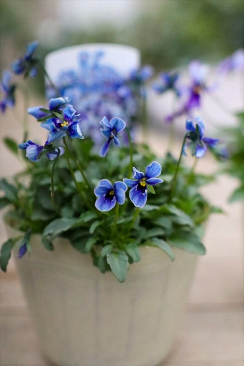 神戸べっぴんさん】ブルージャスミン2ポット | オニ通