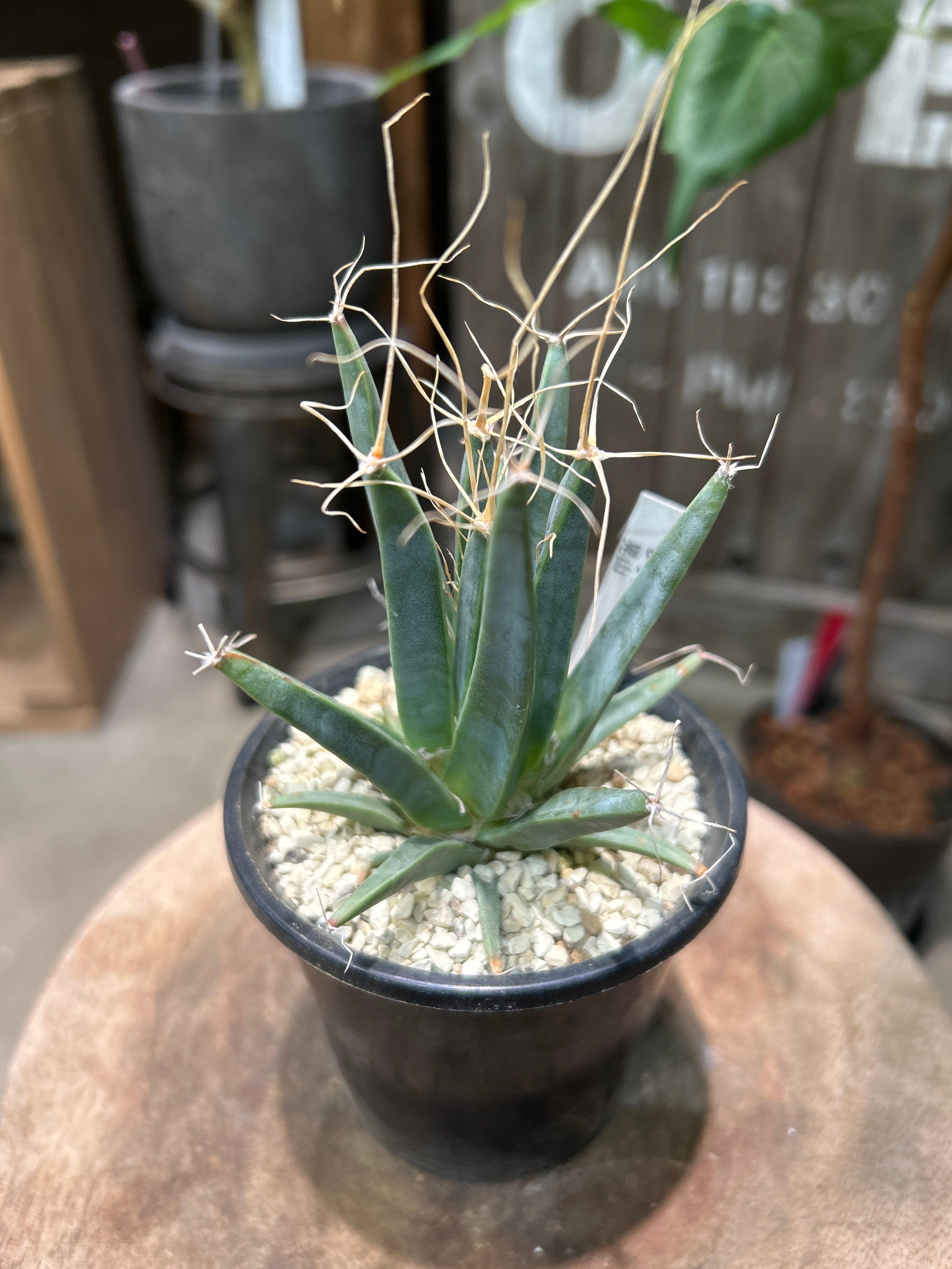 MIDORIYA 観葉植物専門店