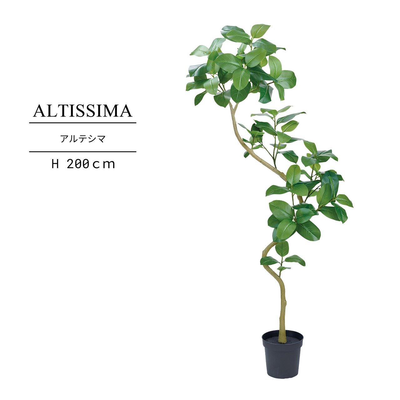 アルテシマ  200㎝［人工観葉植物・フェイクグリーンT］