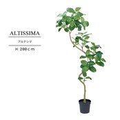 アルテシマ  200㎝［人工観葉植物・フェイクグリーンT］