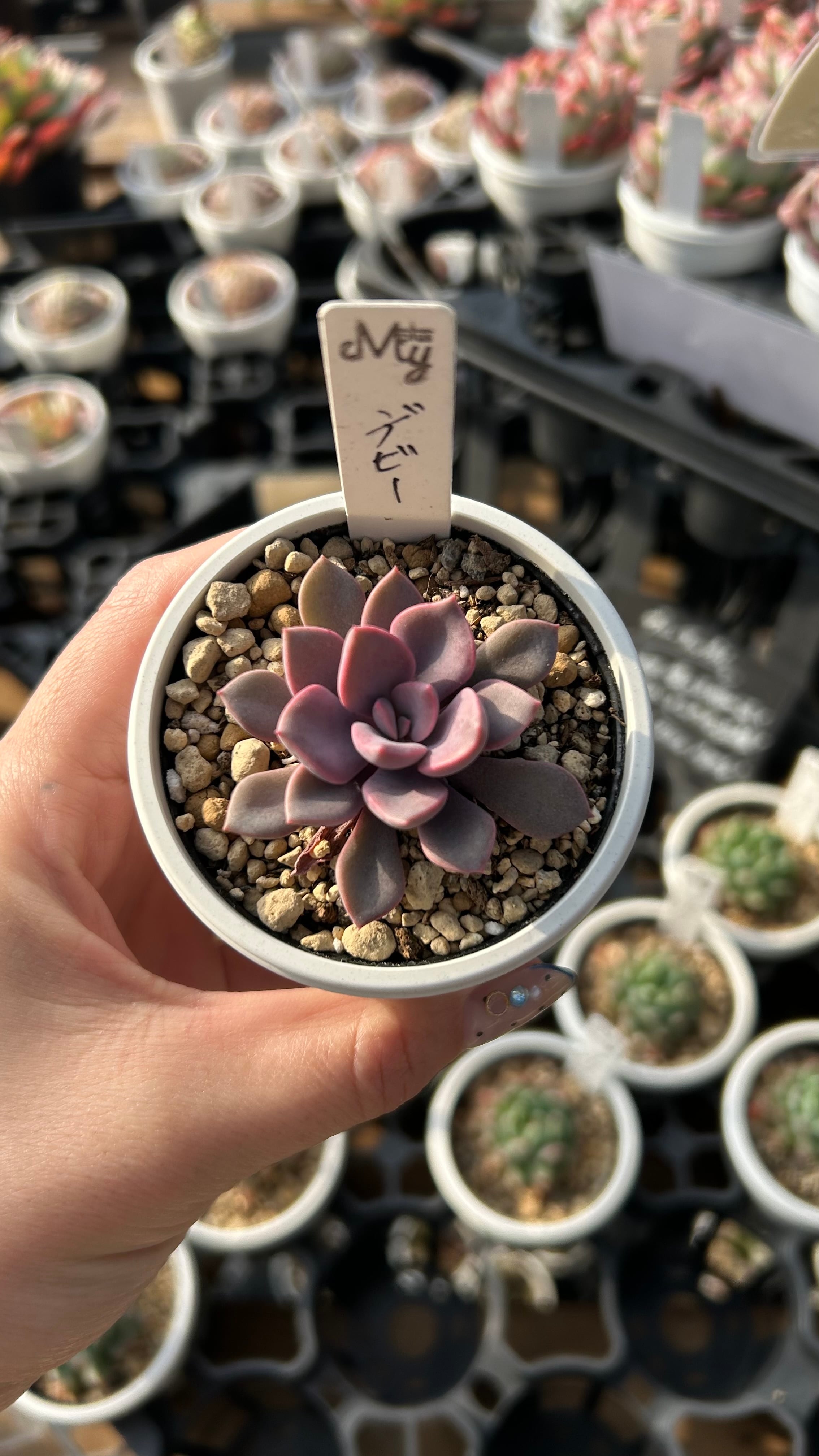 ティテュバンス錦 多肉植物 グラプトベリア 安心の生産ポットそのまま