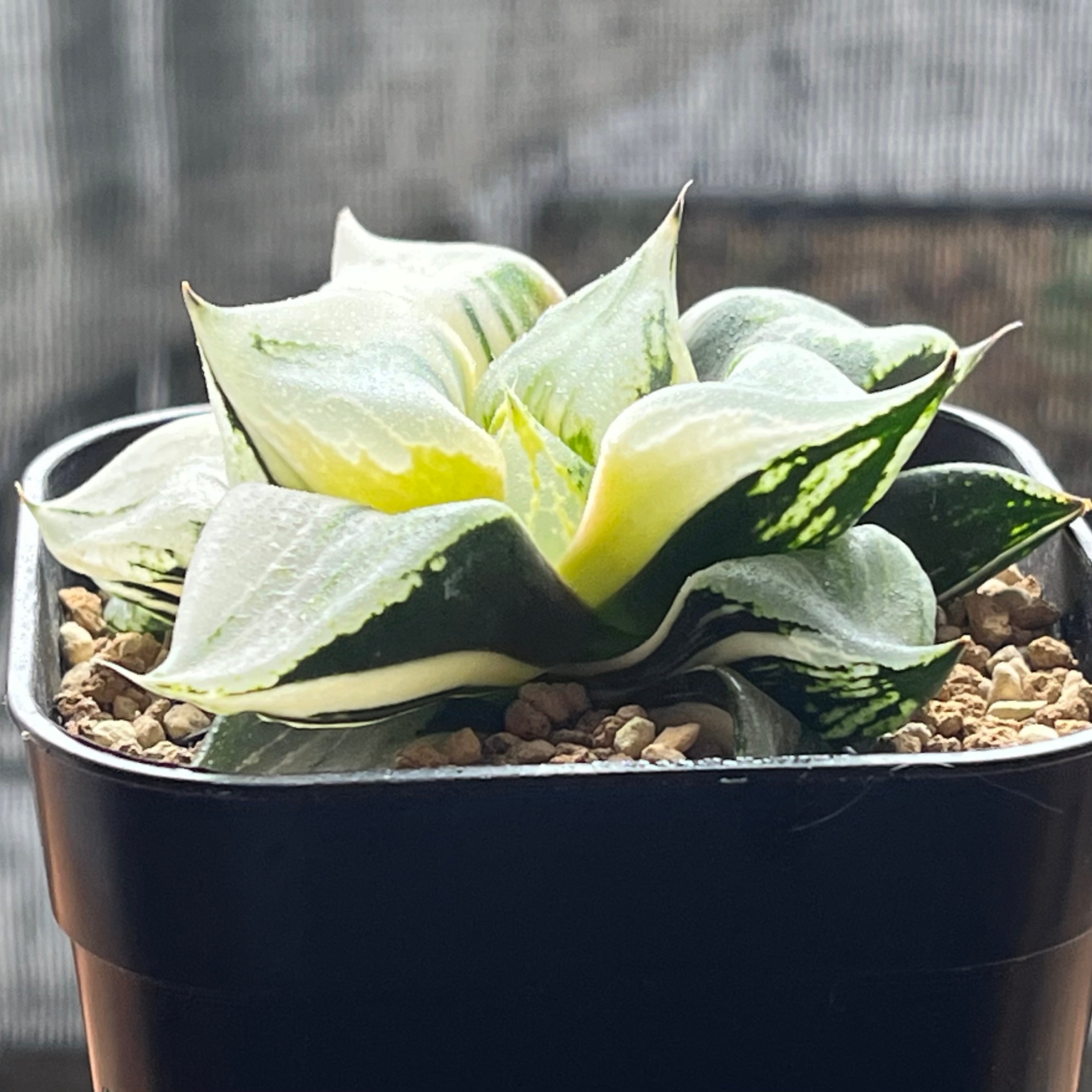 ハオルチア B型コンプトミュータント錦 | mocono_plants