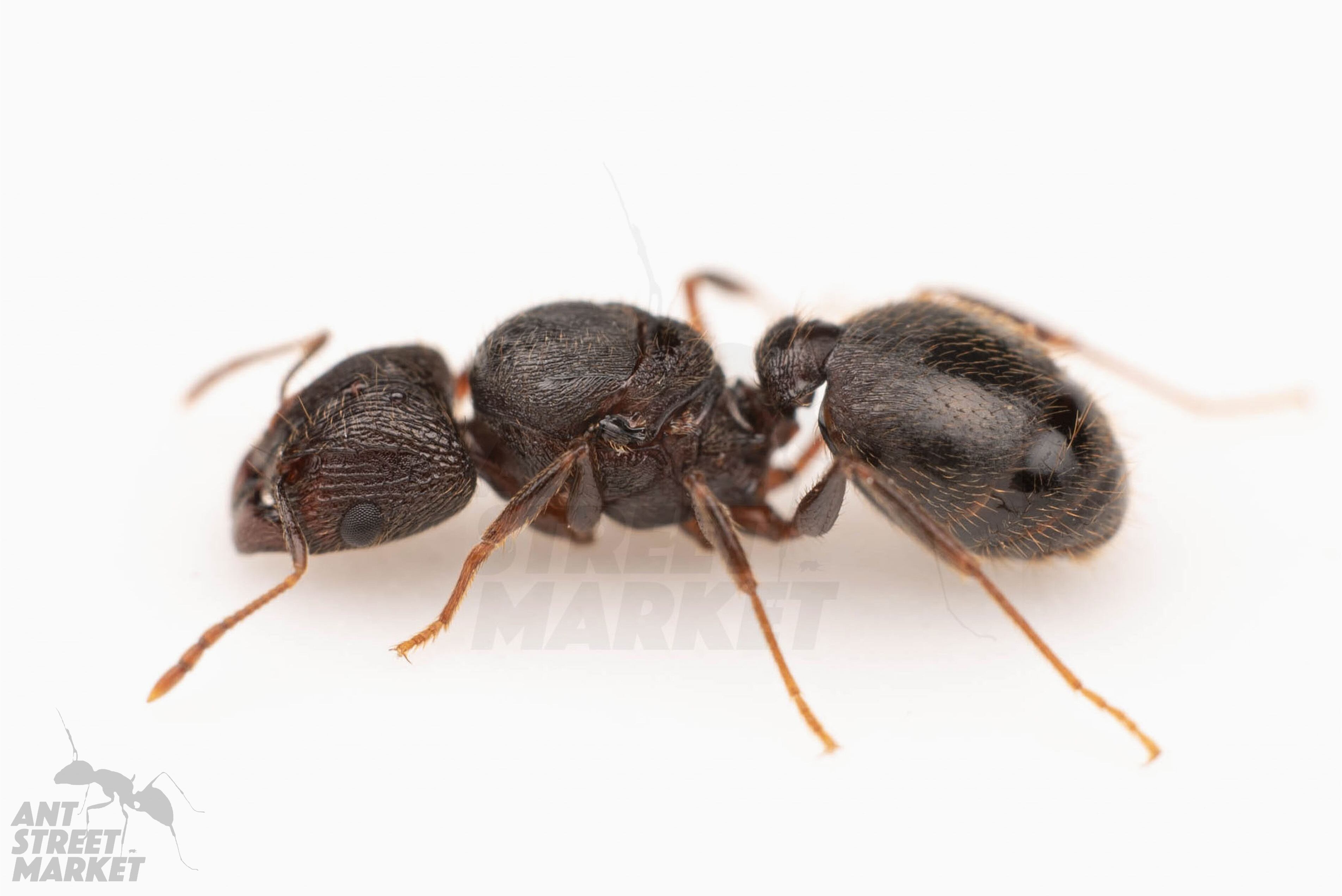 あり巣 クロオオアリ｜女王｜コロニー｜Camponotus japonicus STREET 