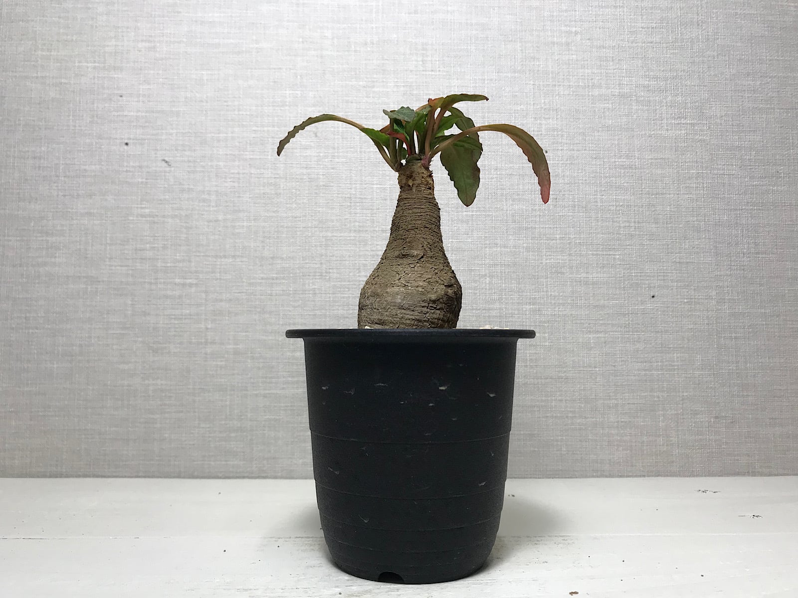 ユーフォルビア フィッシュボーン