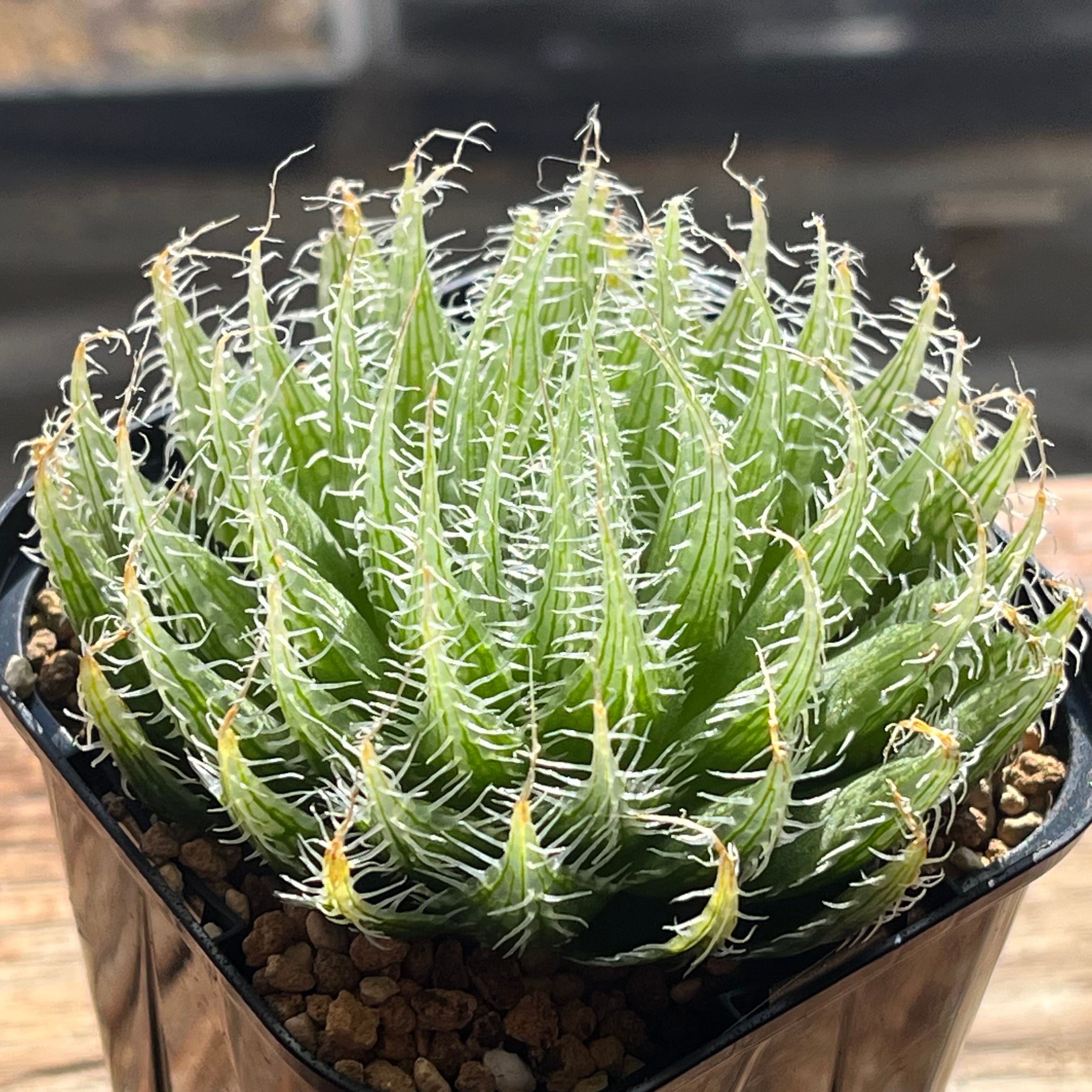 原種 | mocono_plants