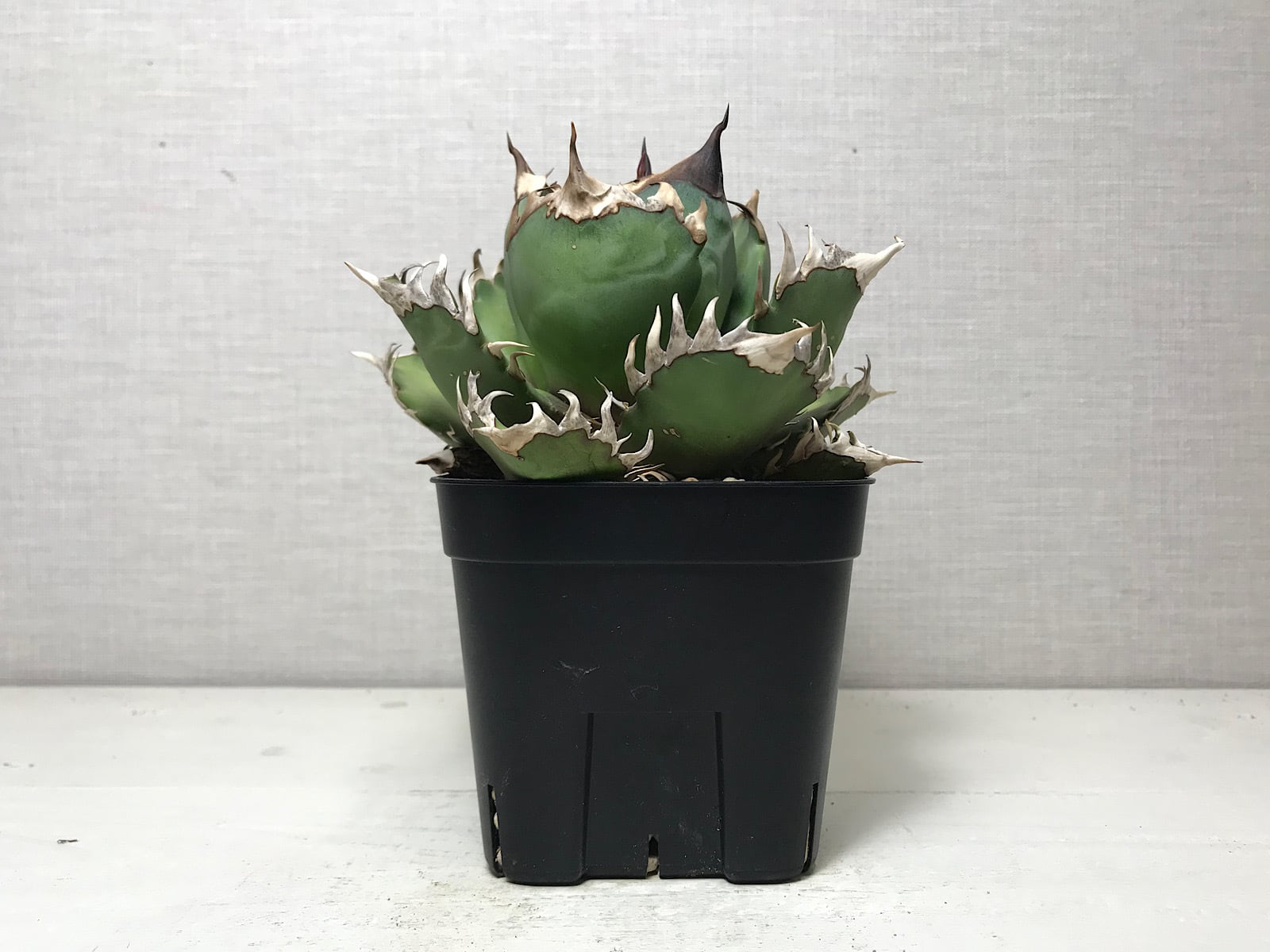 アガベ チタノタ レッドキャットウィーズル ’赤猫’