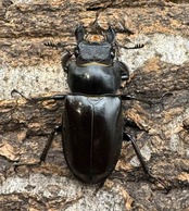 【WD】《フェアメイルミヤマクワガタ 53.5mm B品ペア》