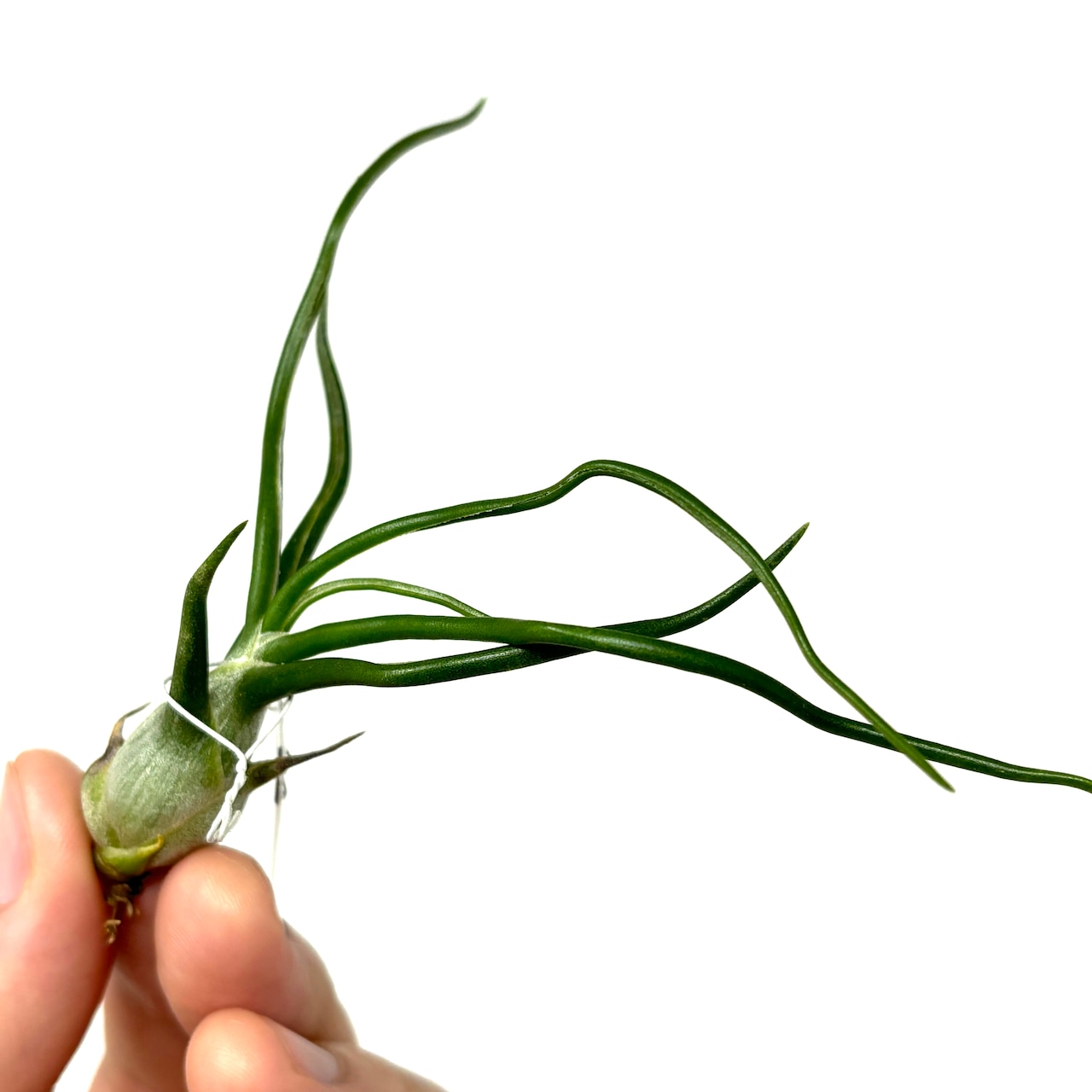 チランジア ブルボーサ f.alba Takiz (Humo to pejibaye. CostaRica 1350m)【664】