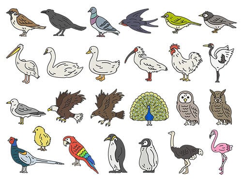 いろいろな、鳥類（線画カラー）のイラストセット | イラストセンター