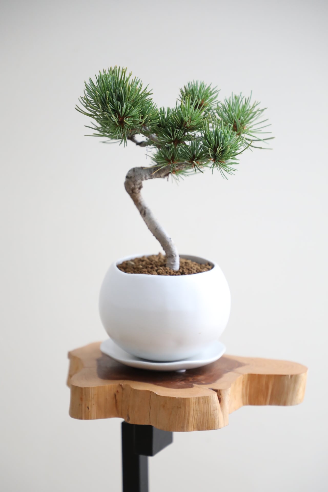 M】五葉松 盆栽 ※推定樹齢45年/Japanese white pine bonsai | 【厳選