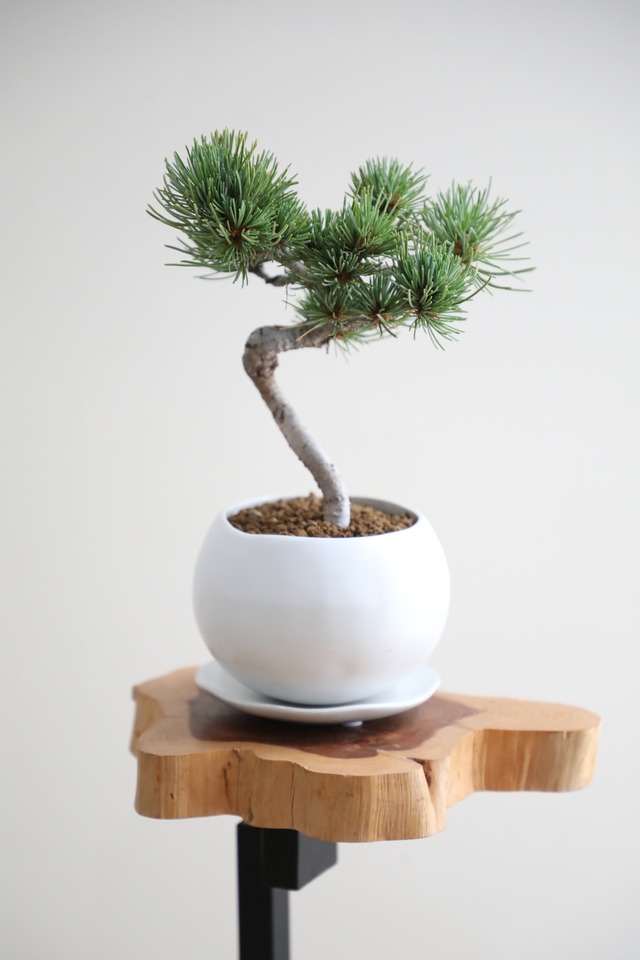 【M】五葉松 盆栽 樹齢8年/Japanese white pine bonsai 　※陶器鉢付き