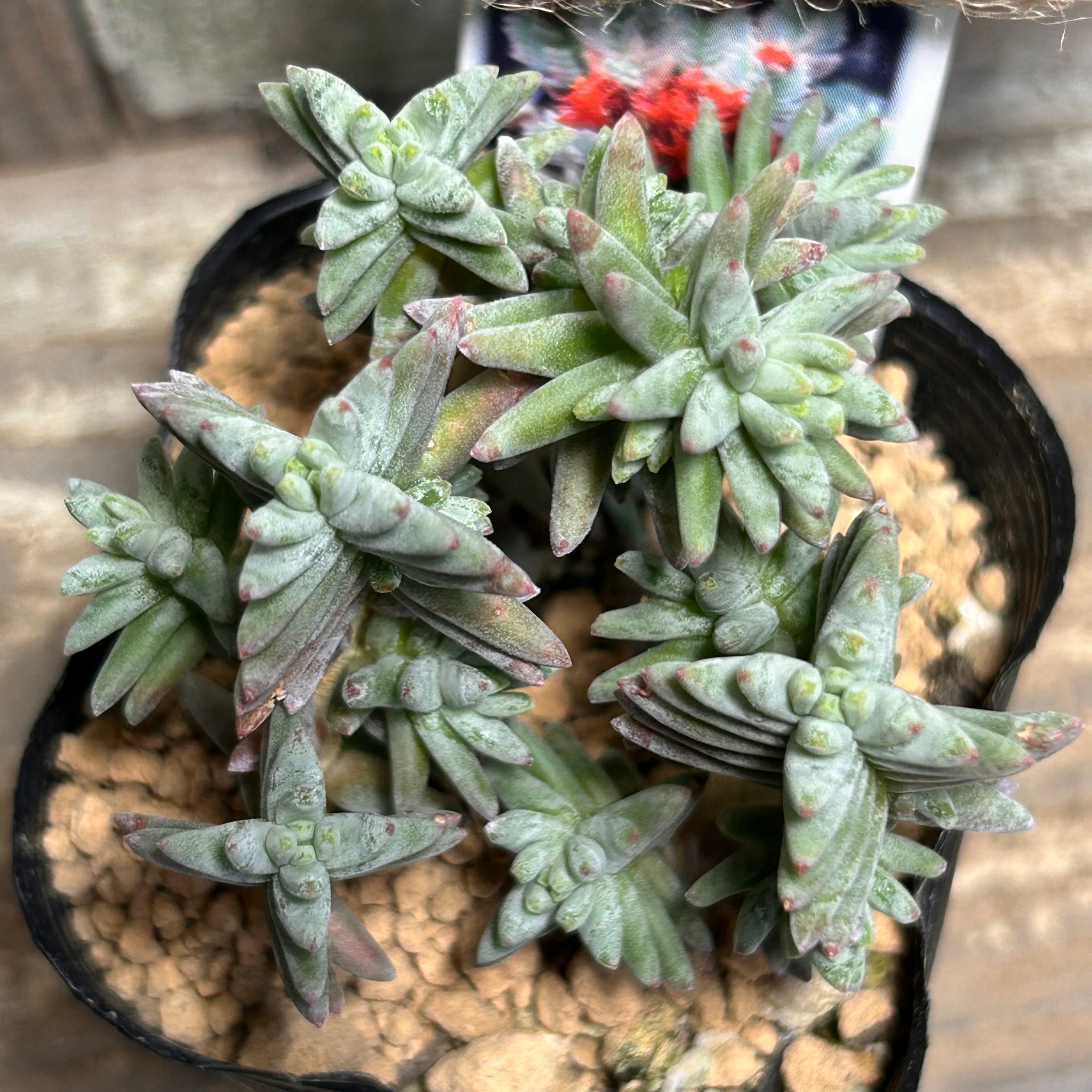 多肉植物 | RuPo 多肉植物専門店