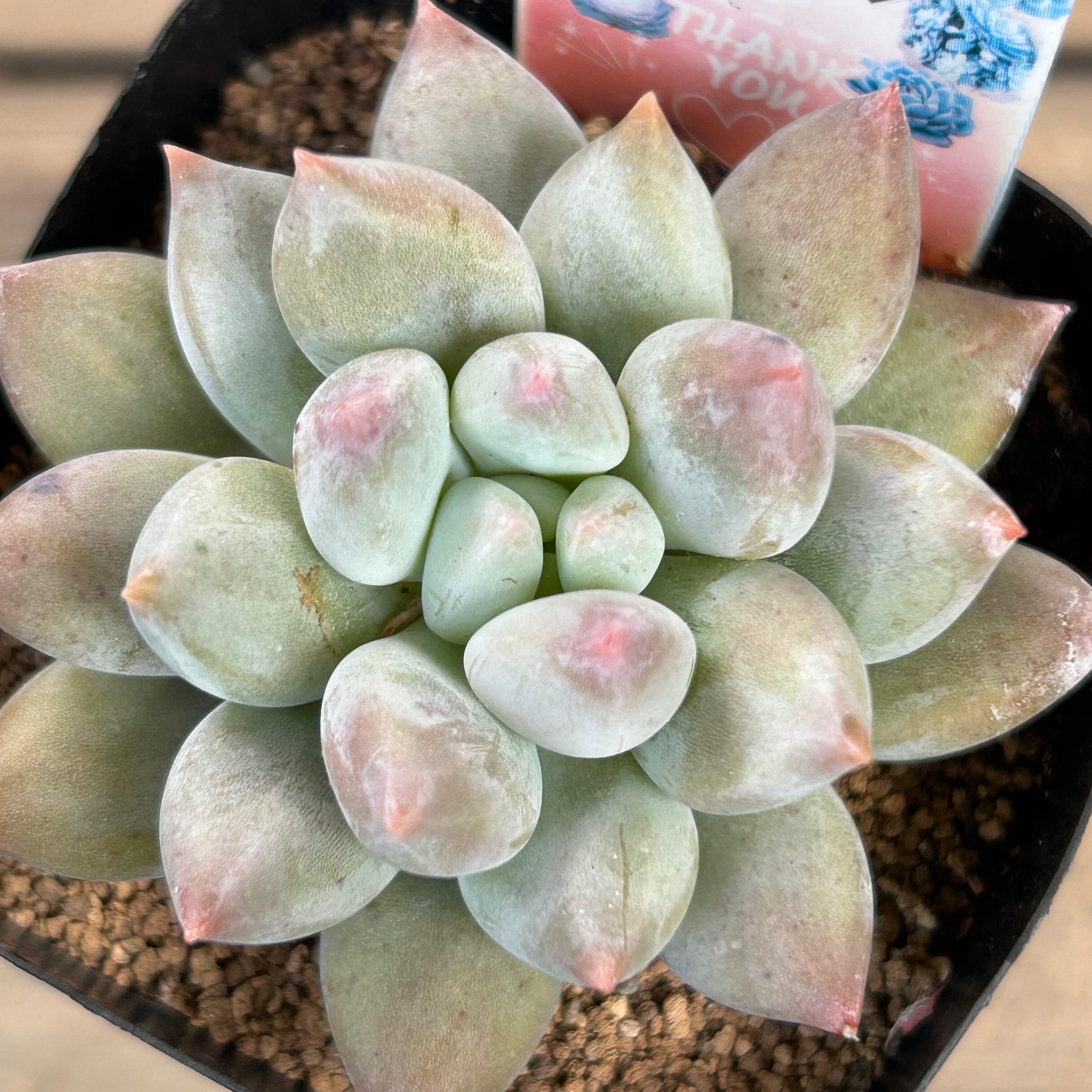 105株 B55-7 多肉植物 エケベリア ソロモン1 サボテン 観葉植物 花