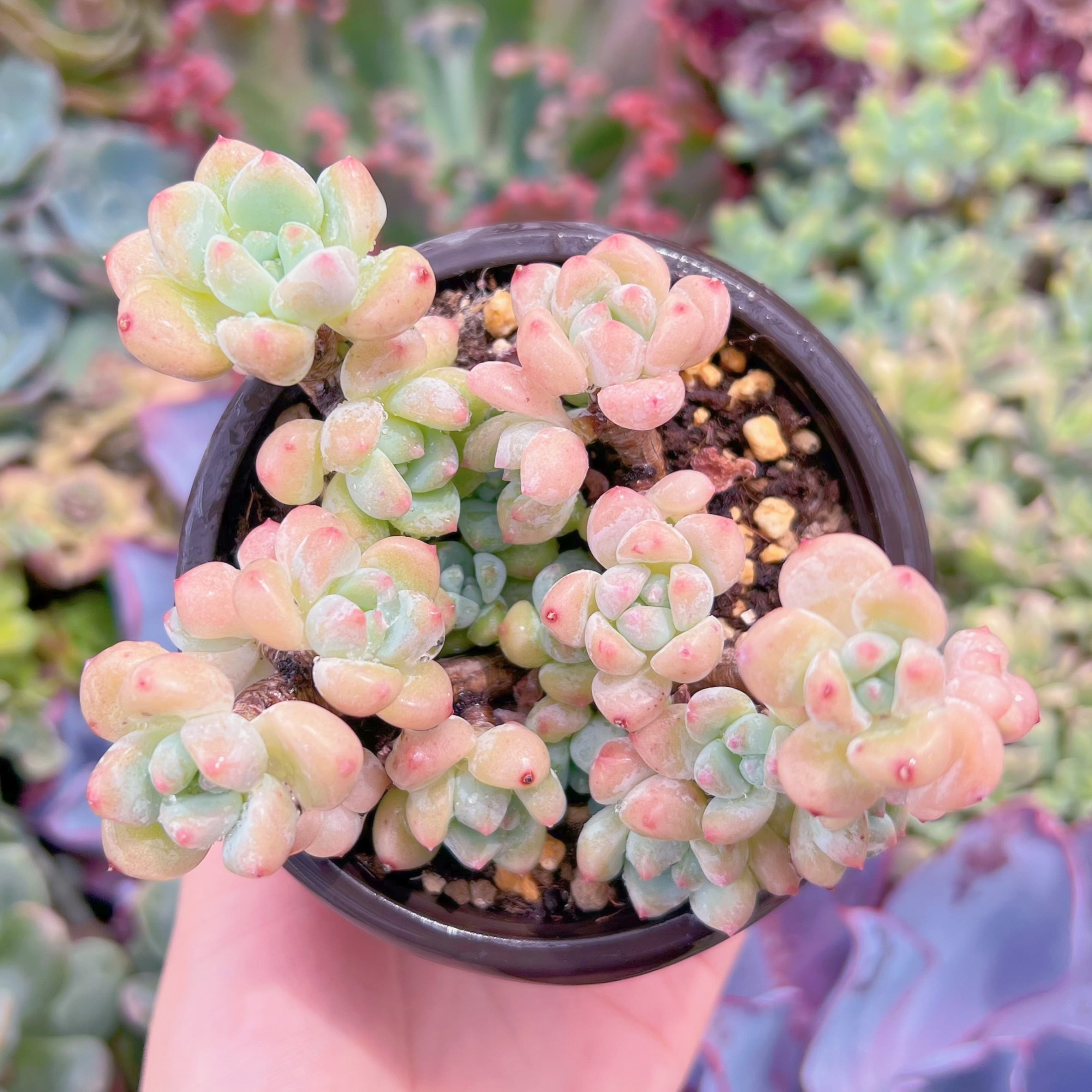 現品　千本桜#K532　群生　るる農園