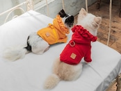 フリルパーカーハーネス