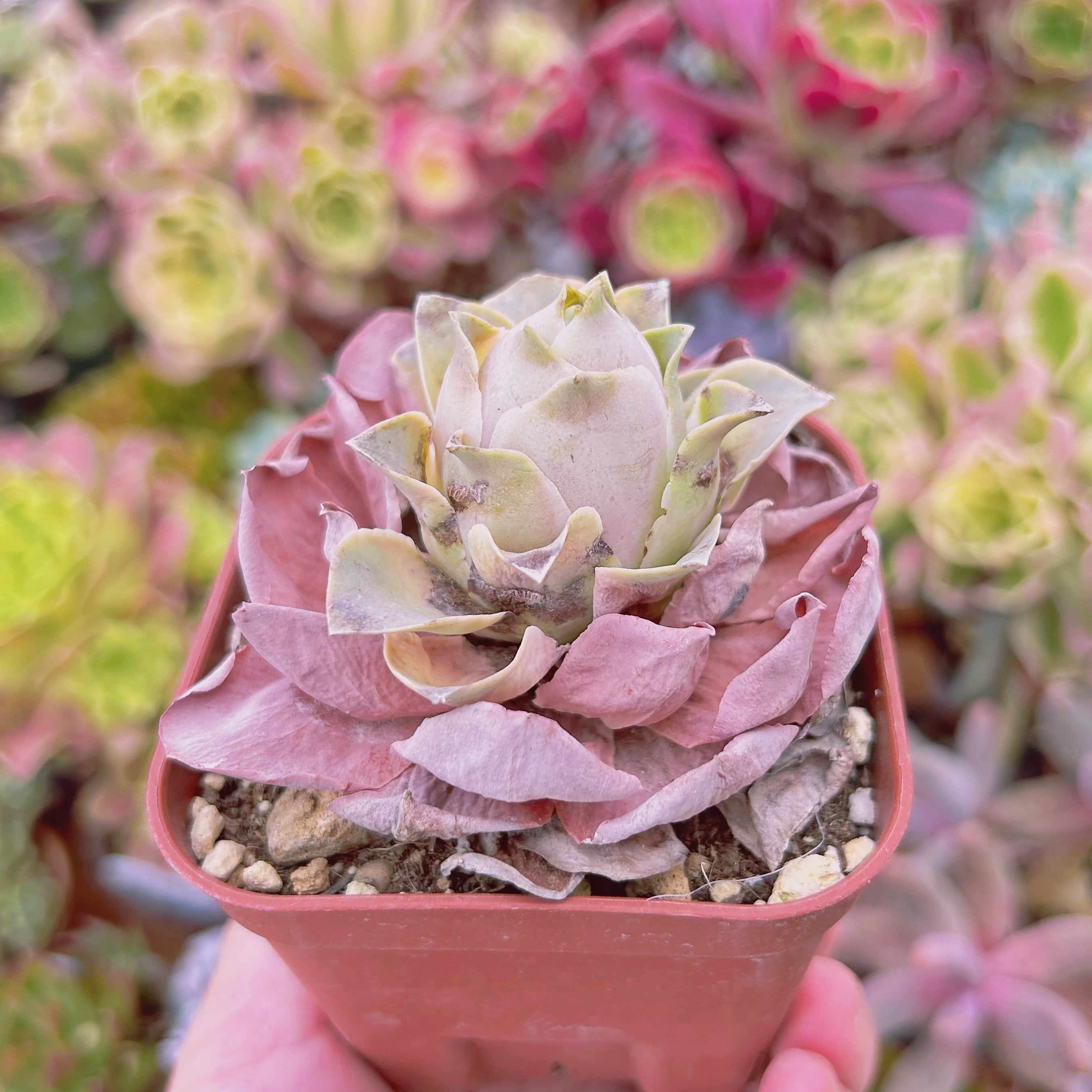 2015現物 多肉植物 ピンクローズ 抜き苗 | るる農園~多肉植物専門