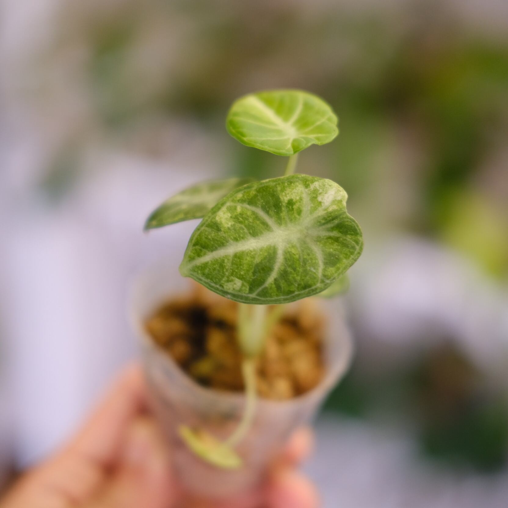 1 アロカシア　ニンジャ　斑入り Alocasia Ninja Tricolor / アロカシア ニンジャ 斑入り⑤