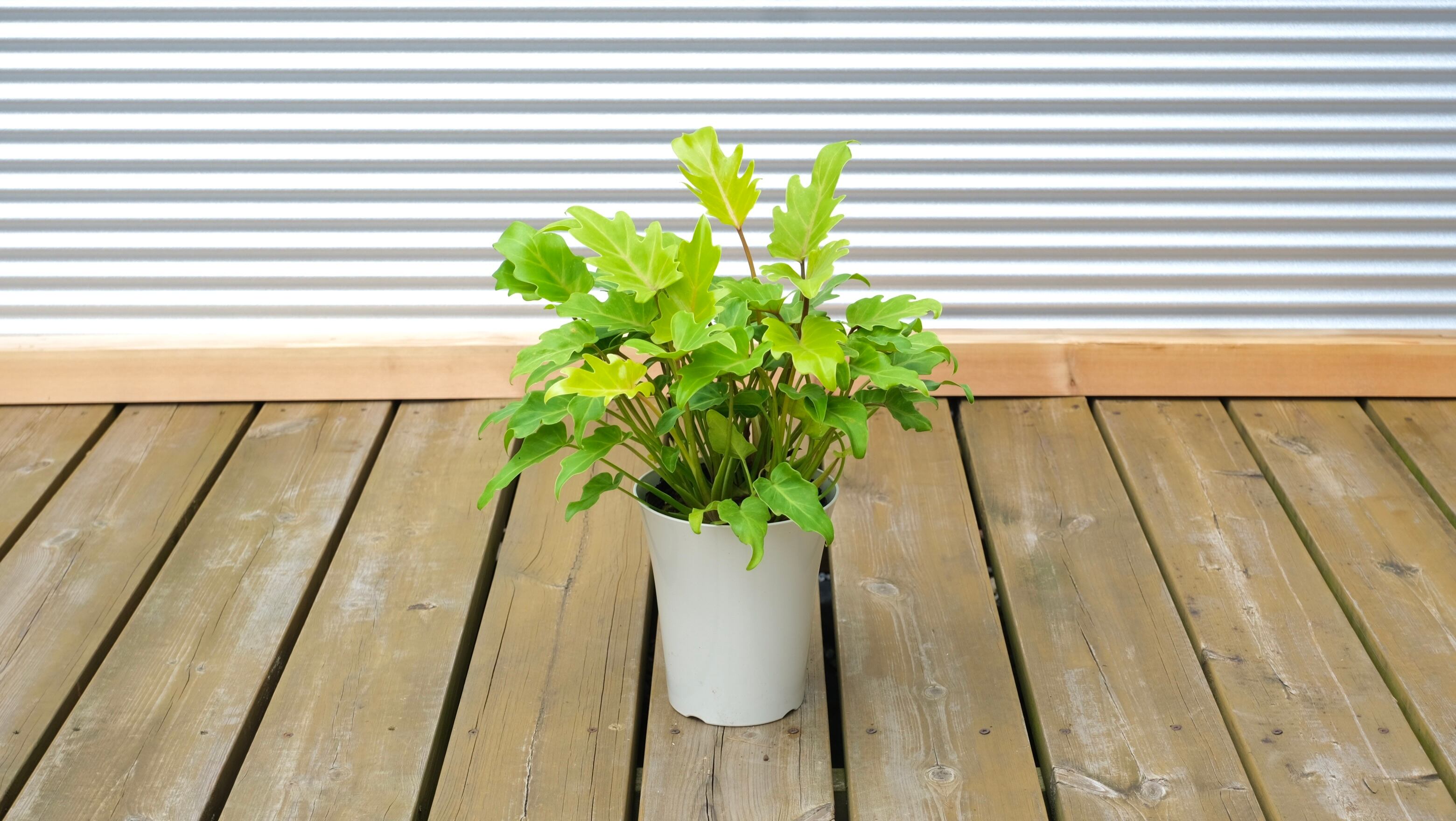 観葉植物】クッカバラ ライム 5号 | 観葉植物専門店 PLANTS SHOP GRA