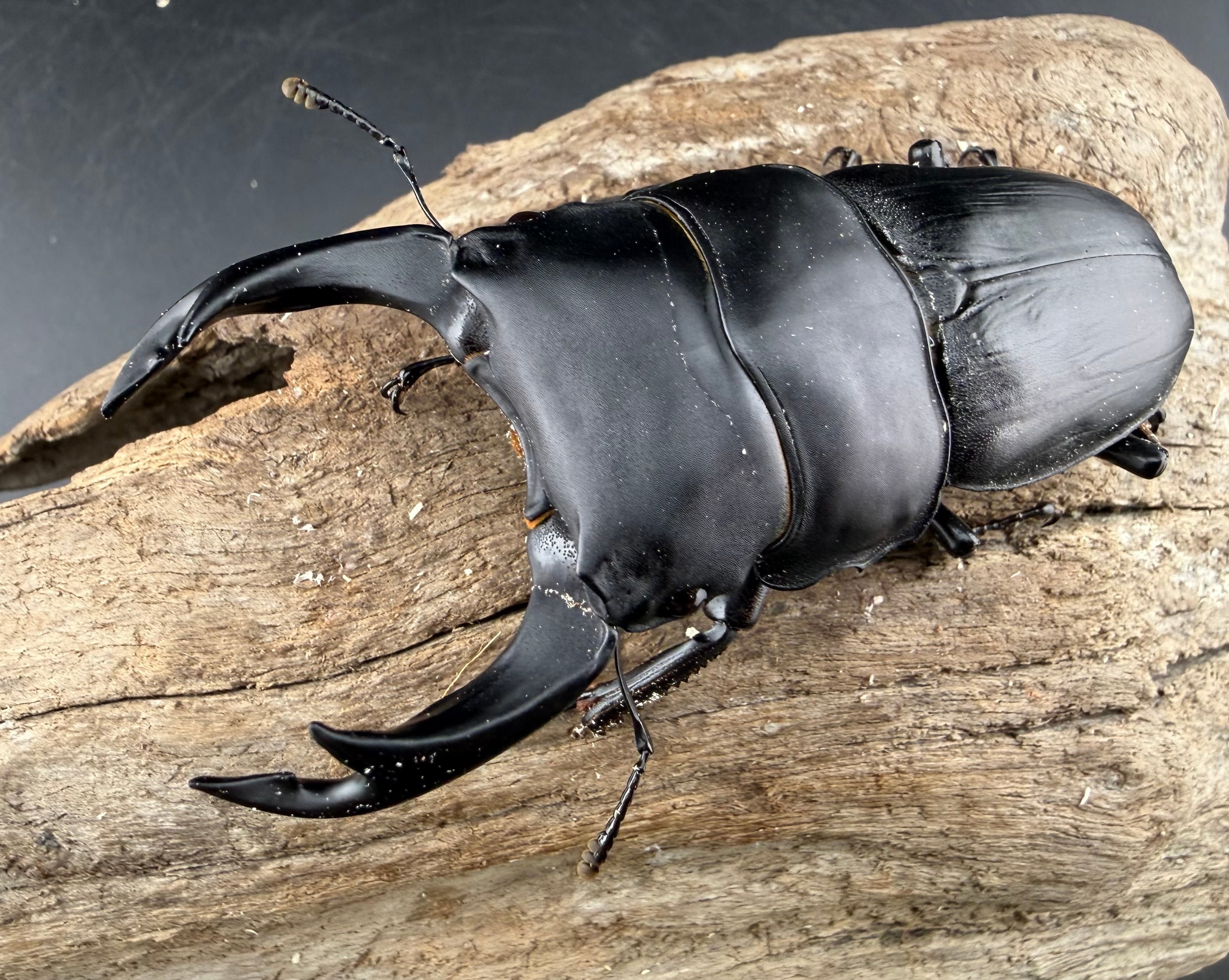 オオクワガタ 標本 死虫 能勢YG血統 脅威の88.8ミリ！ DRIP 】◇能勢YG血統◇ オオクワガタ ♂86．4mm 新成虫 単品 89.7