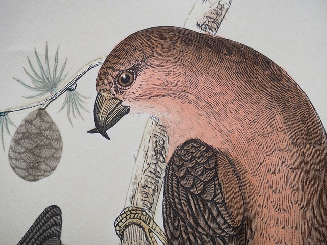 鳥の図版 Ⅴ