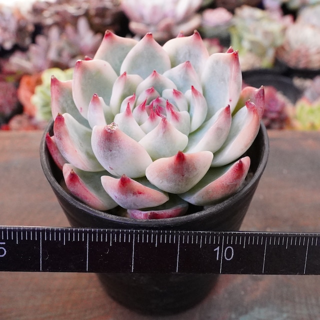 BLACKFRIDAY15%OFF！※再々入荷※【チワワエンシス錦 2】覆輪斑　韓国多肉　斑入り　大人気