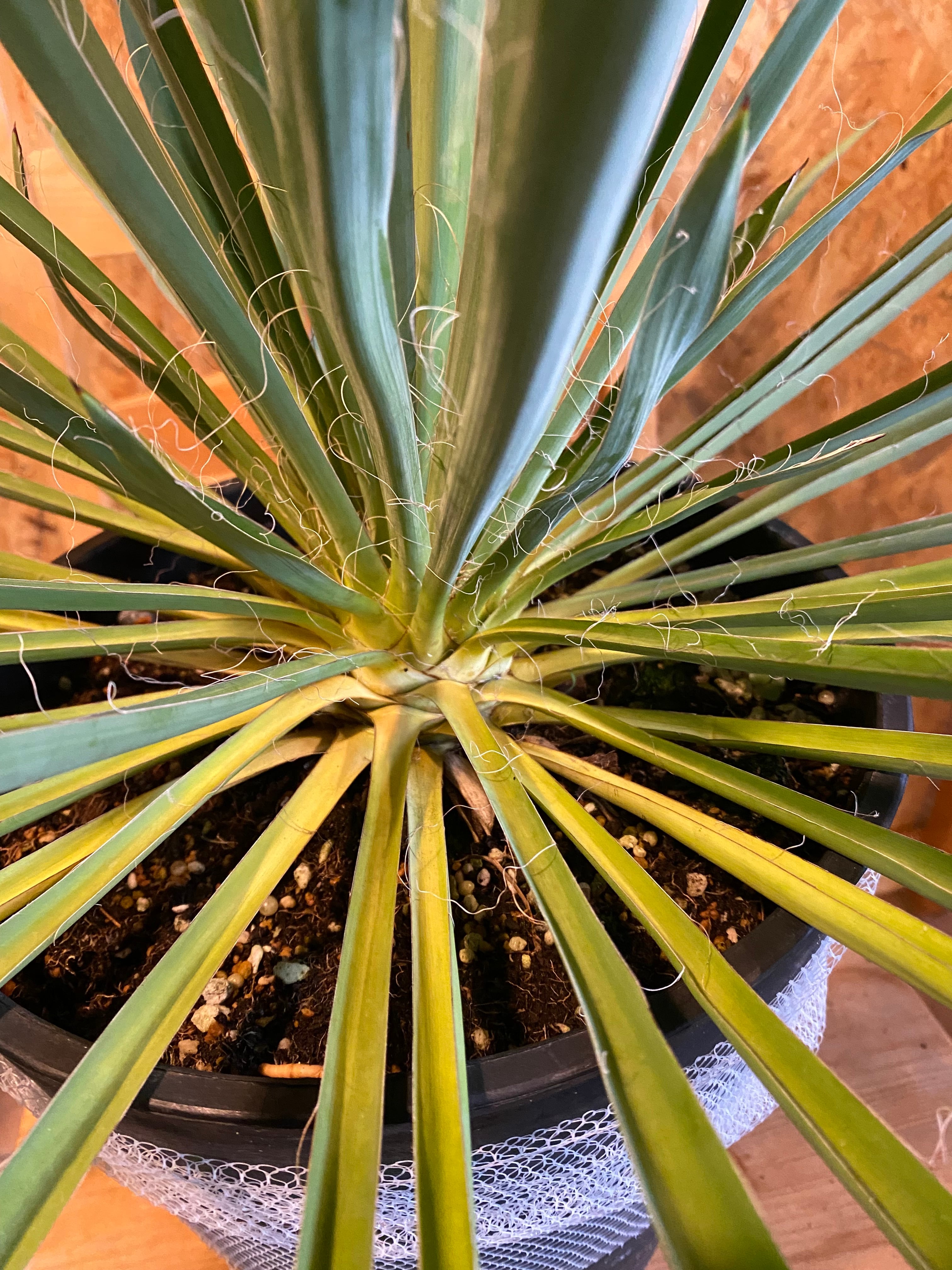 ユッカ イトラン 本体H47cm W 80cm 口径23cm | Garden Varejo