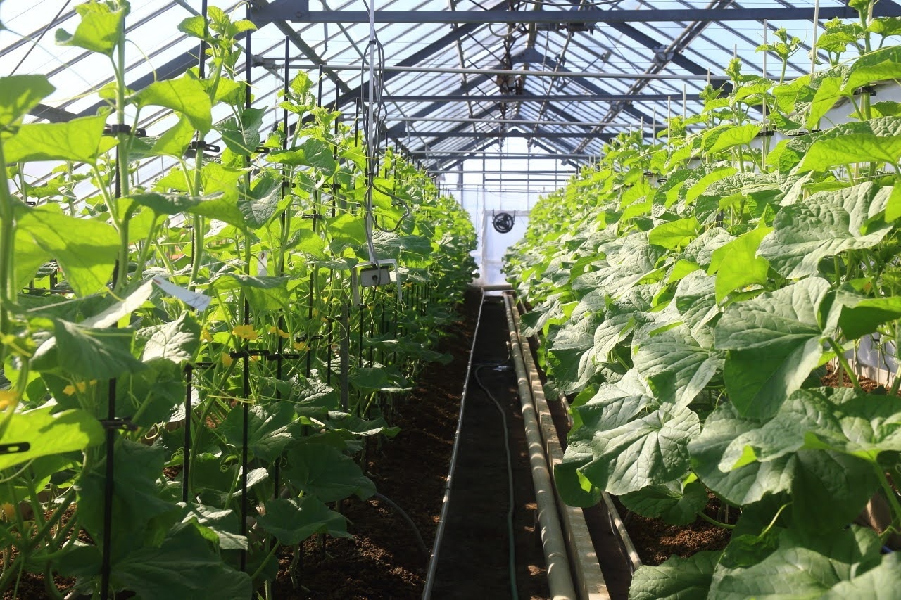 【限定10セット】天使音 福袋A