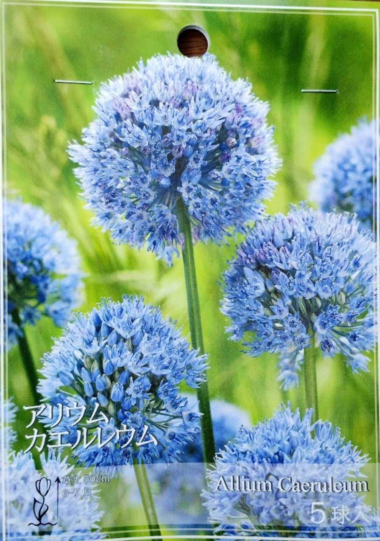 球根　 アリウム　『カエルレウム』　５球 　