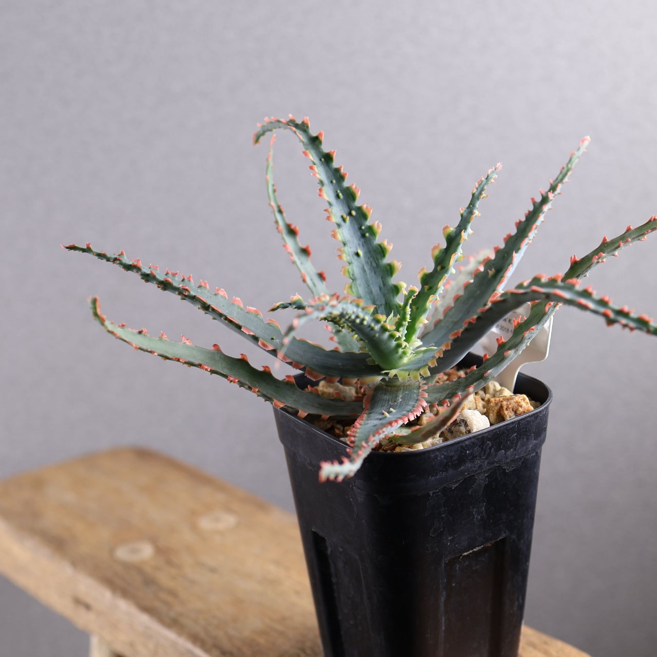 614『アロエ Aloe Sawbones' K zimmerman』観葉植物【送料無料