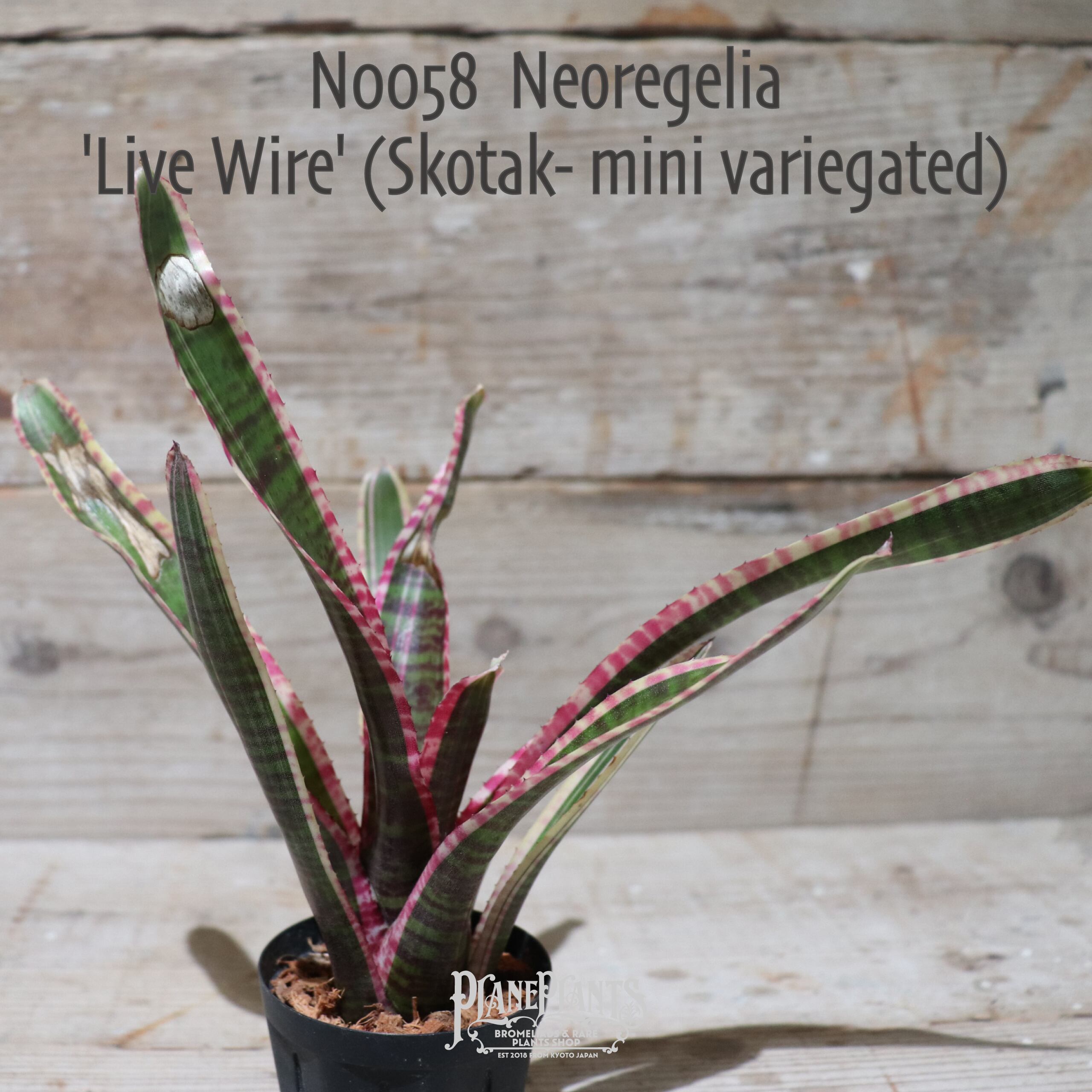 【送料無料】Neoregelia 'Live Wire'〔ネオレゲリア〕現品発送N0058