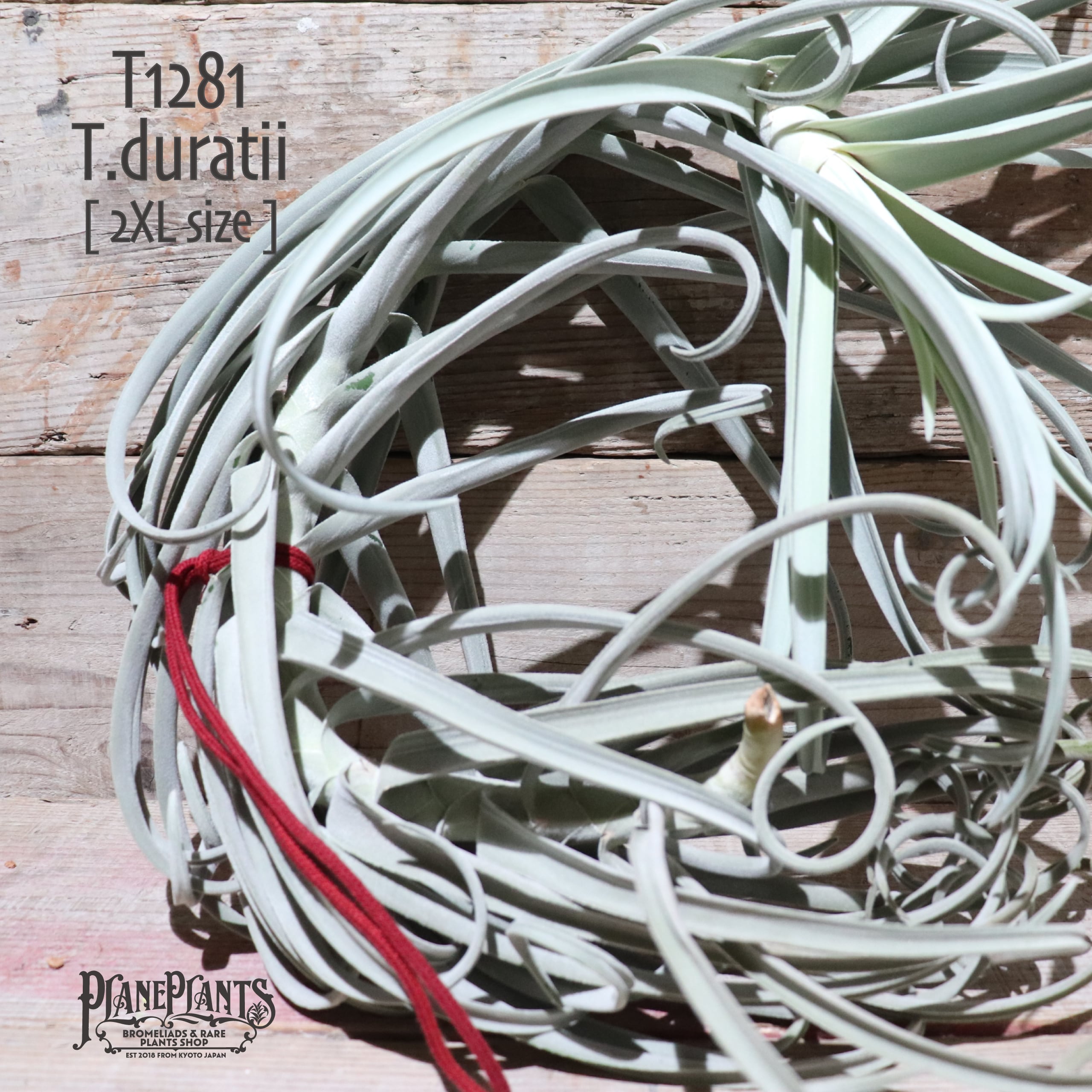 【送料無料】ドゥラティ2XL 〔エアプランツ〕現品発送T1281