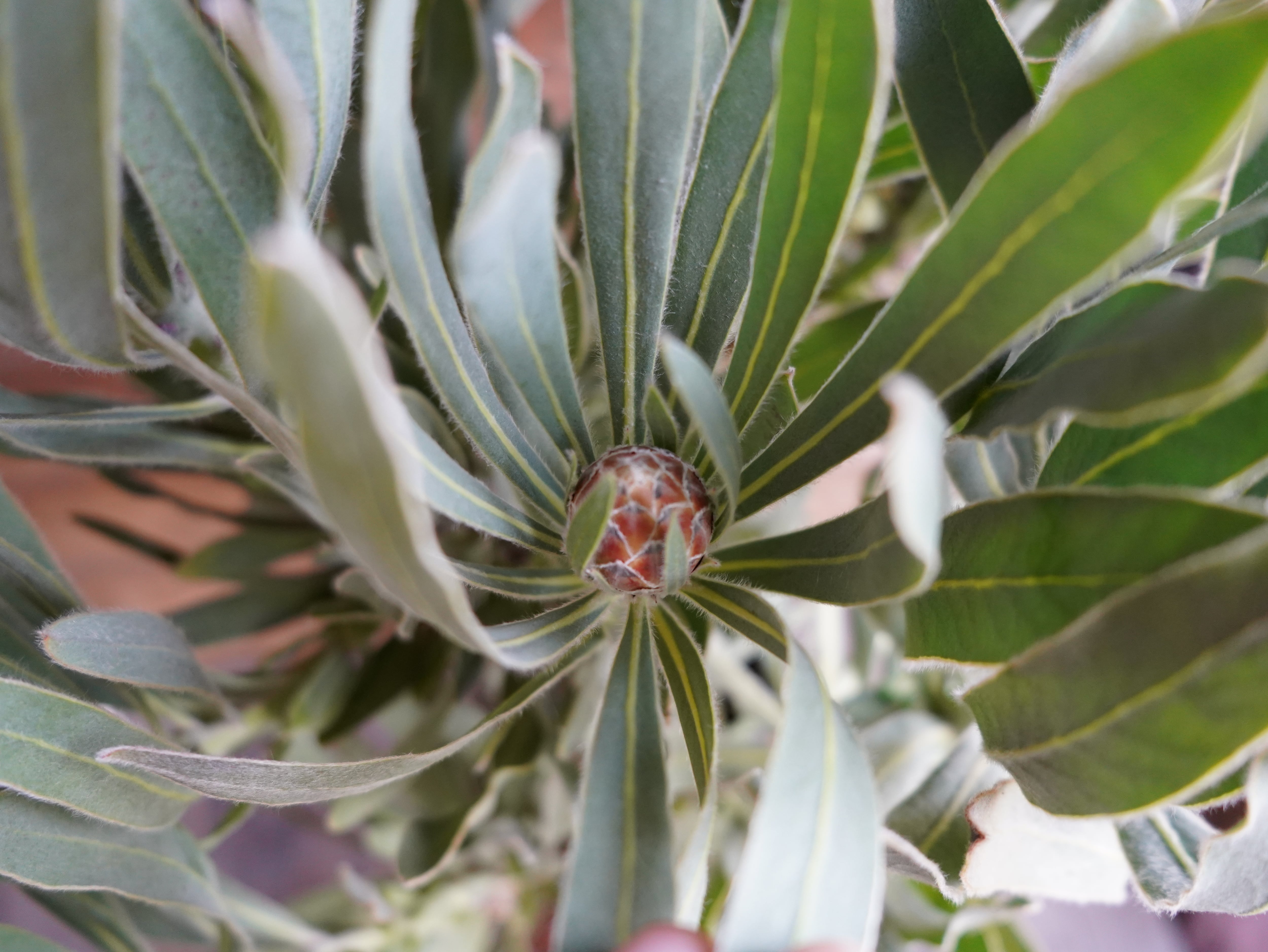 【現物】プロテア　”ポッサムマジック”