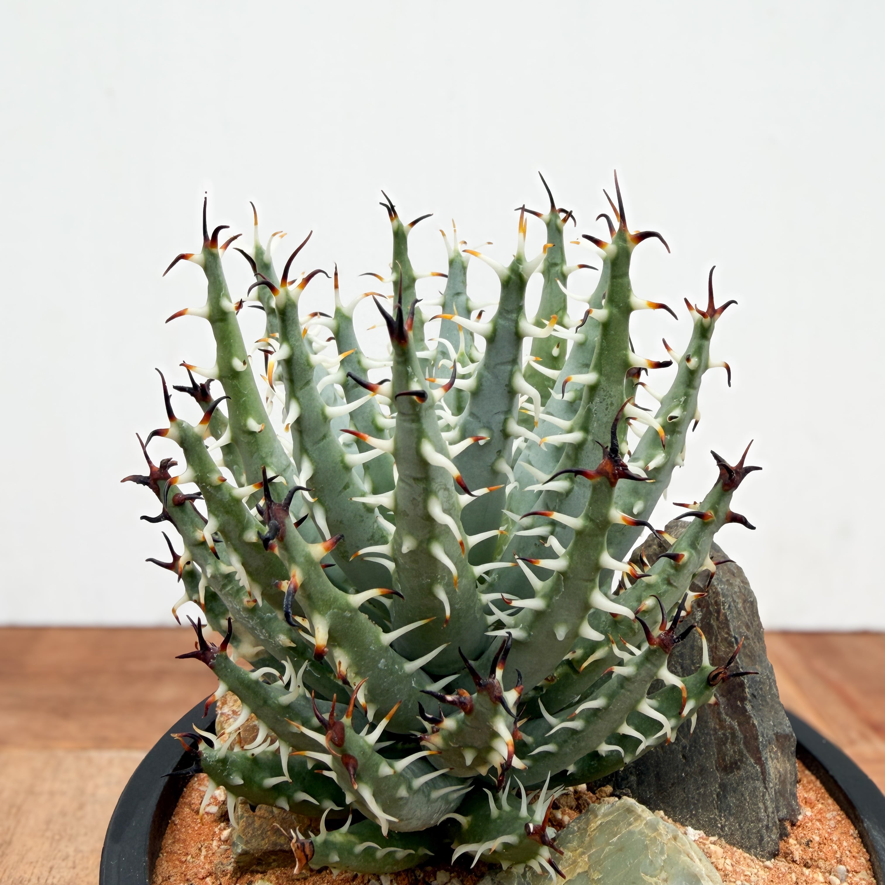 Aloe erinacea【アロエ・エリナケア】 | RIMO'S GREEN 【Saboten