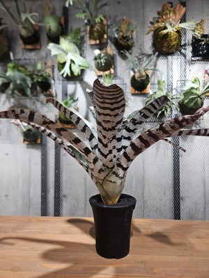 Aechmea  chantinii  Black  Ice 【artPLANTs/PLANTS GARAGE 】エクメア/タンクブロメリア