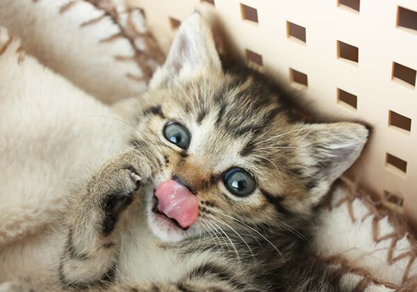 猫 ポストカード The Cat who....子猫のペロリ 10x14.8センチ(cm)官製はがきサイズ 猫写真 はがき ねこ葉書 ネコハガキ Postcard アイとちび ume