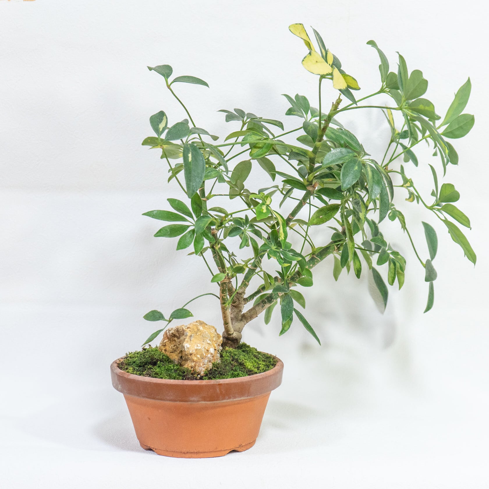 斑入り植物 シェフレラ・バリエガータ 和洋どちらにも合う盆栽風の一点物