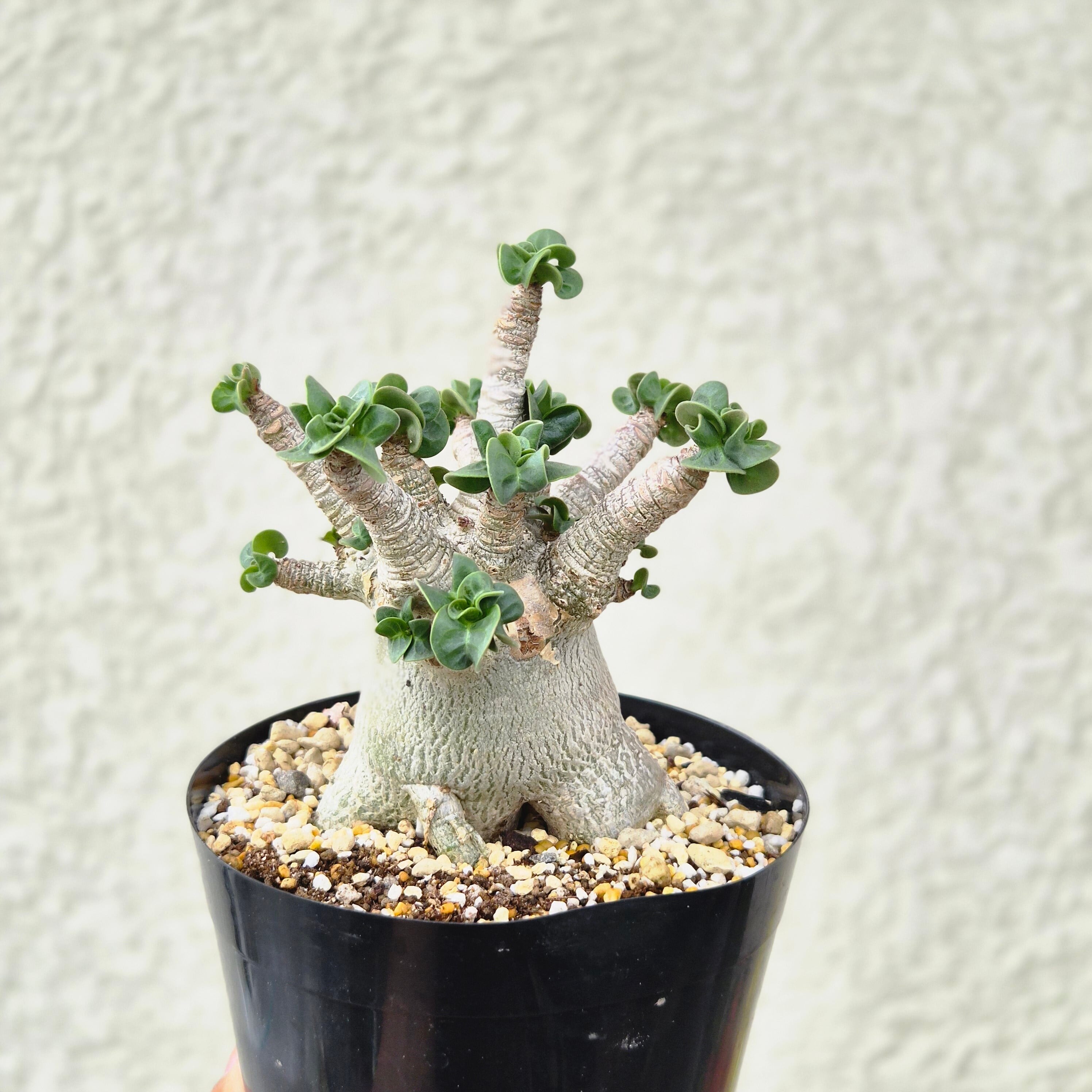 Lサイズ②《 Adenium Arabicum D.H.A》アデニウム アラビカム 獅子葉 ドーセットホーン 塊根植物 巻葉