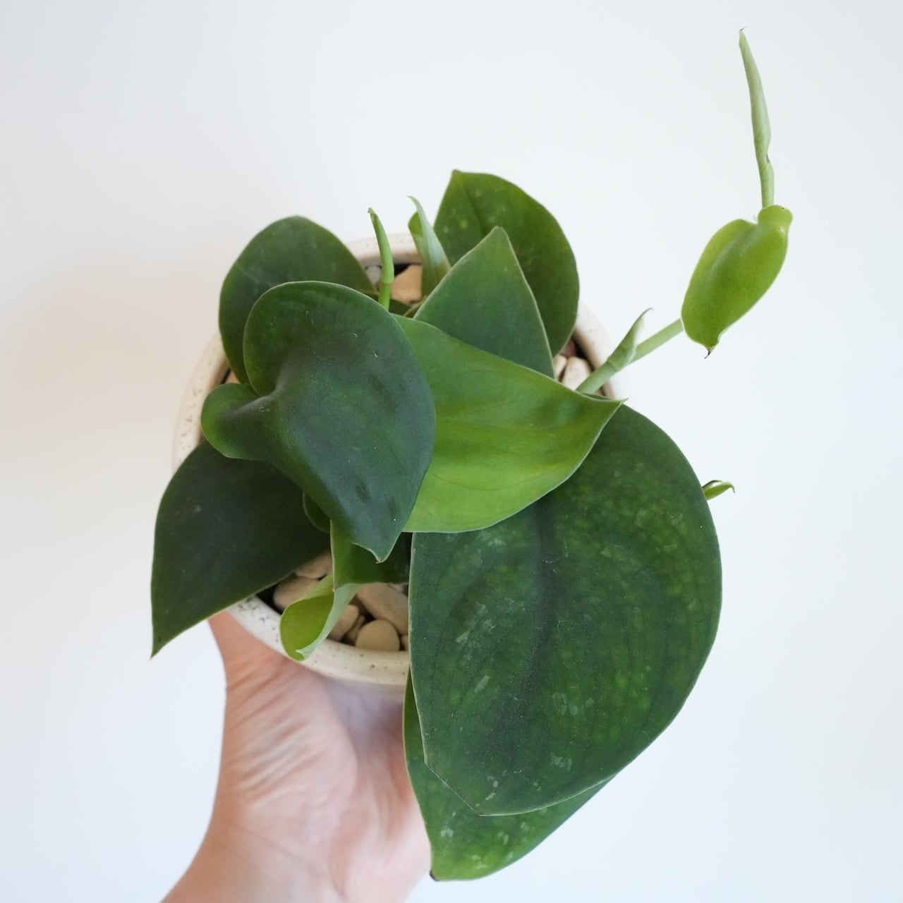 送料込み】観葉植物 スキンダプサス ダークグリーン4号サイズ 陶器鉢