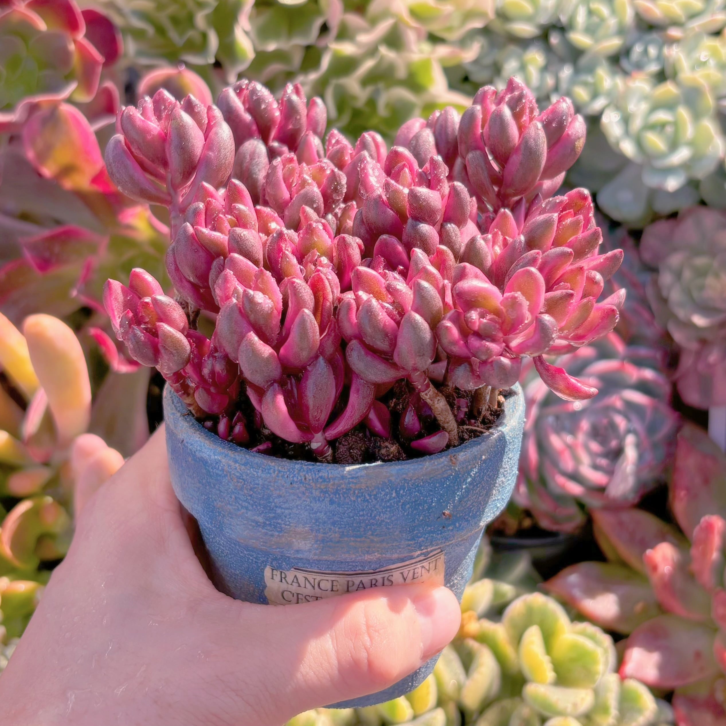 多肉植物 チョコレート錦 群生 新入荷 るる農園 | るる農園~多肉植物専門