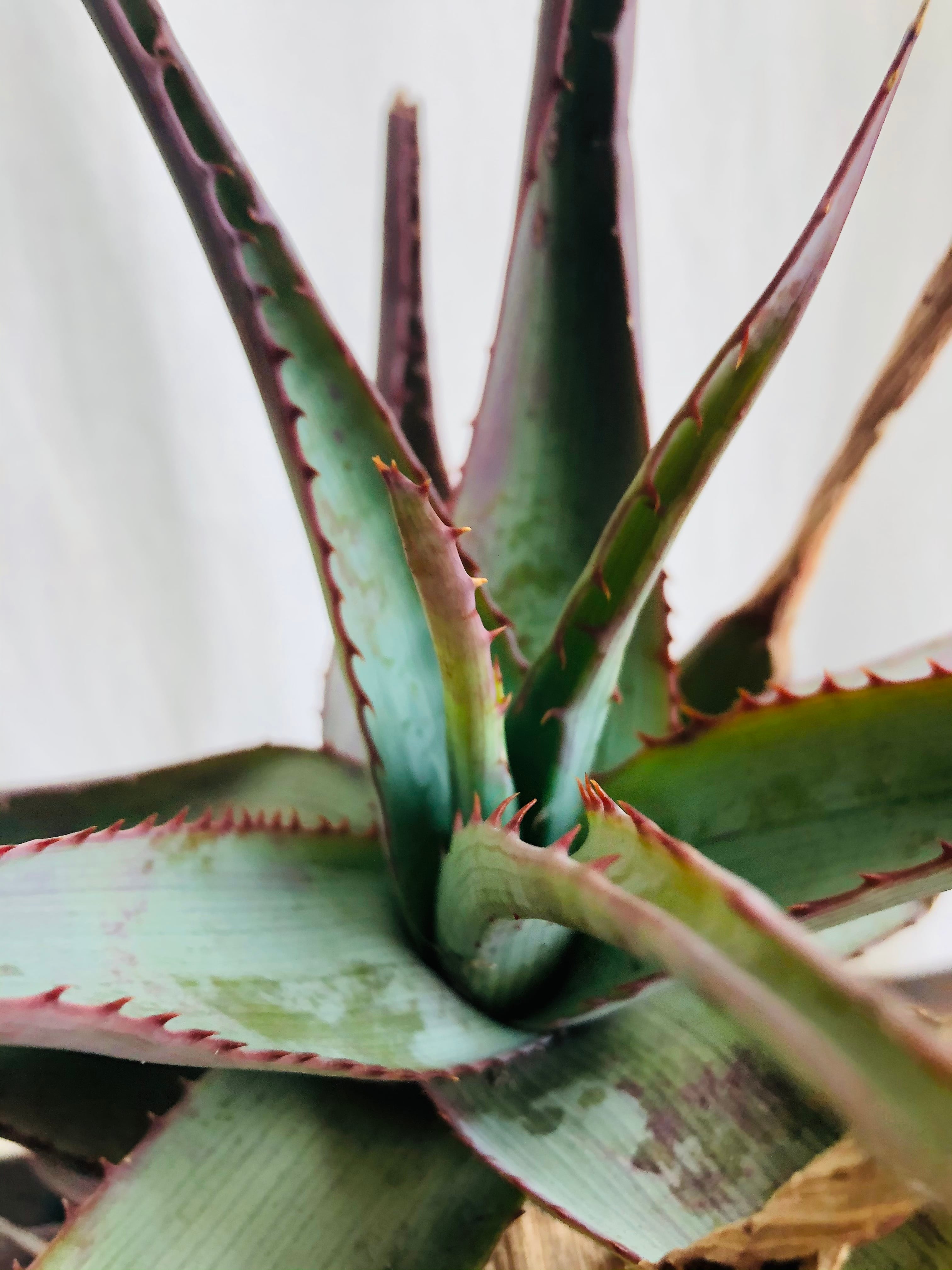 Aloe glauca アロエ グラウカ 桜花錦 | plants MARU ーサボテン・多肉