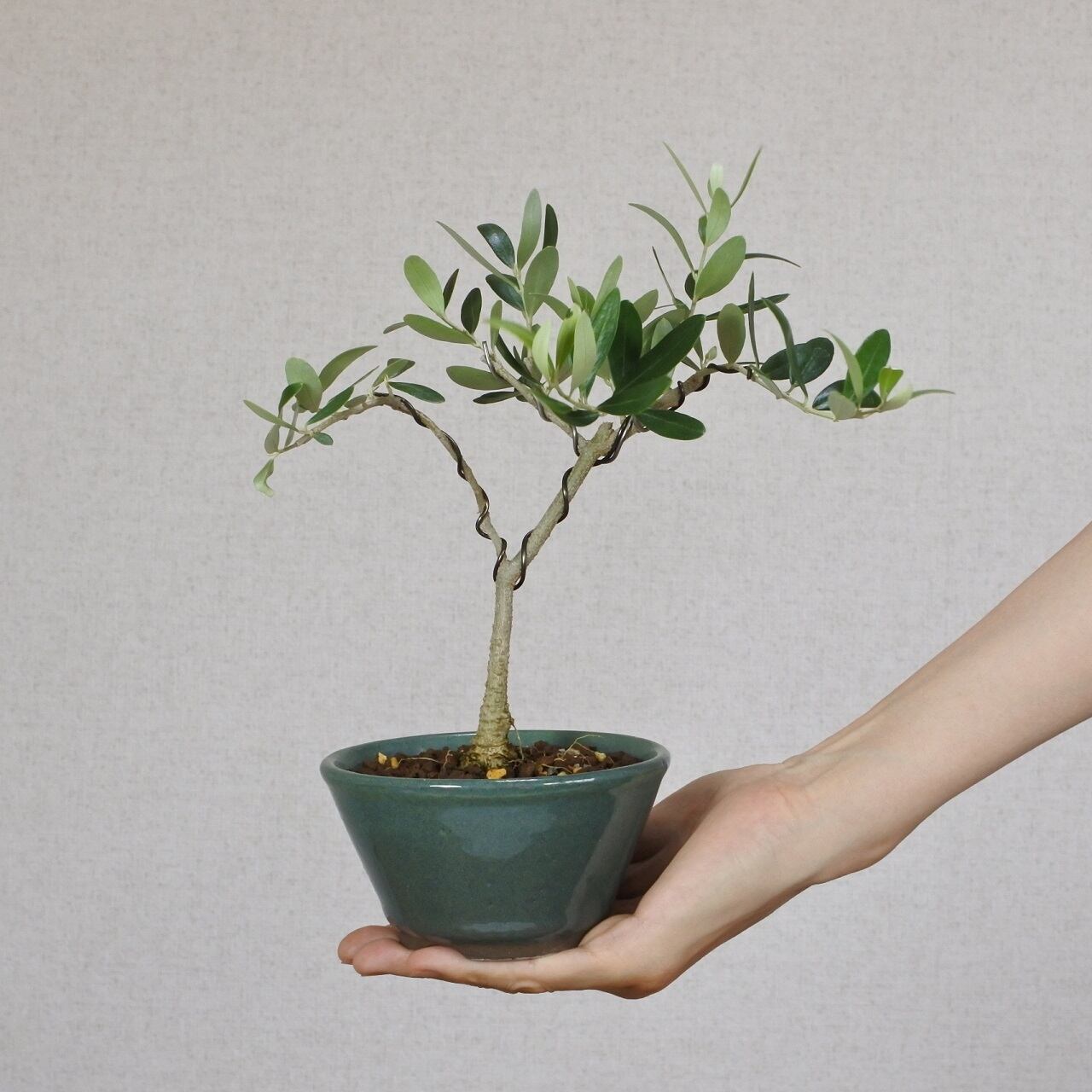 銀葉オリーブ ミッション Om3 Bonsai 鉄と山