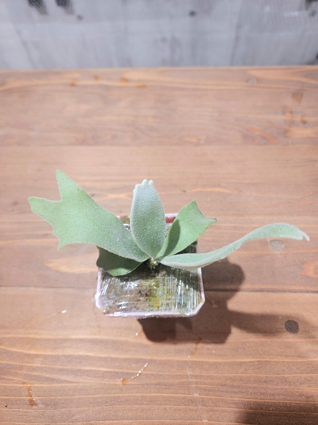 P.willinckii Cotton Cloud × P.Huldufolk Sporeling【artPLANTs/PLANTS GARAGE】 ビカクシダ/Platycerium