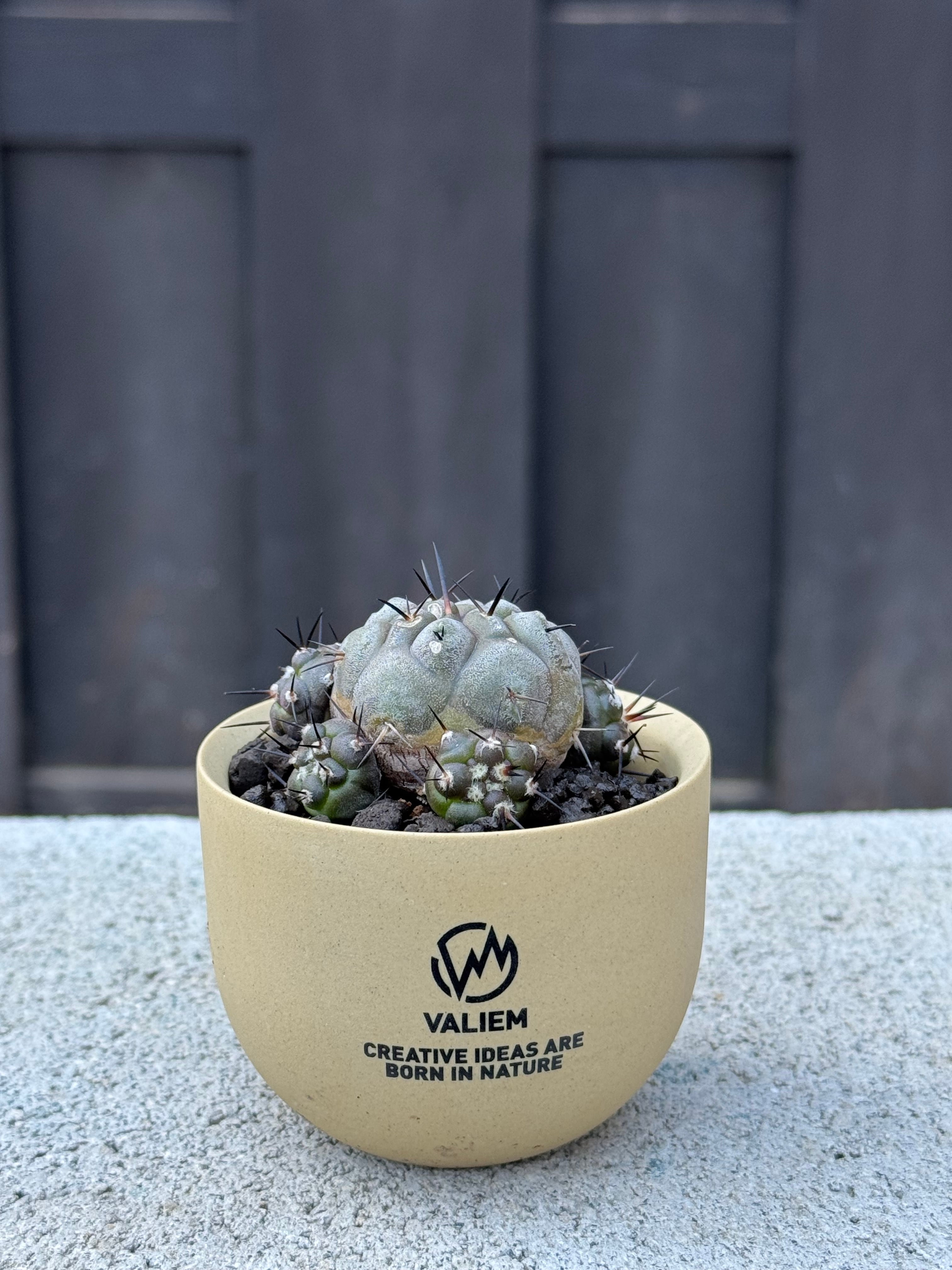 黒王丸 バリエム 極上品】Copiapoa cinerea × VALIEM GHOST【俺の黒王丸】コピアポア