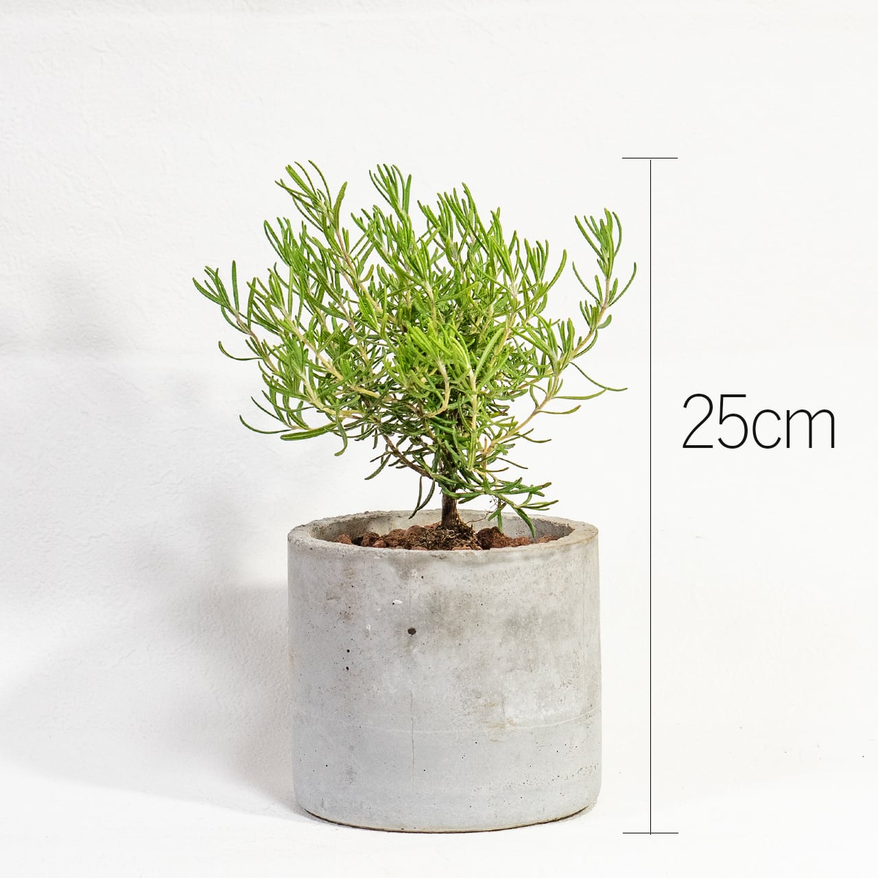 【ミニツリーのような愛らしい樹形】観葉植物・ローズマリー。一株ごとの厳選仕入れで元気な苗をお届け。スタイリッシュな手づくりモルタル鉢／虫発生抑制／全国一律送料850円