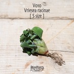 【送料無料】racinae〔フリーセア〕現品発送V010