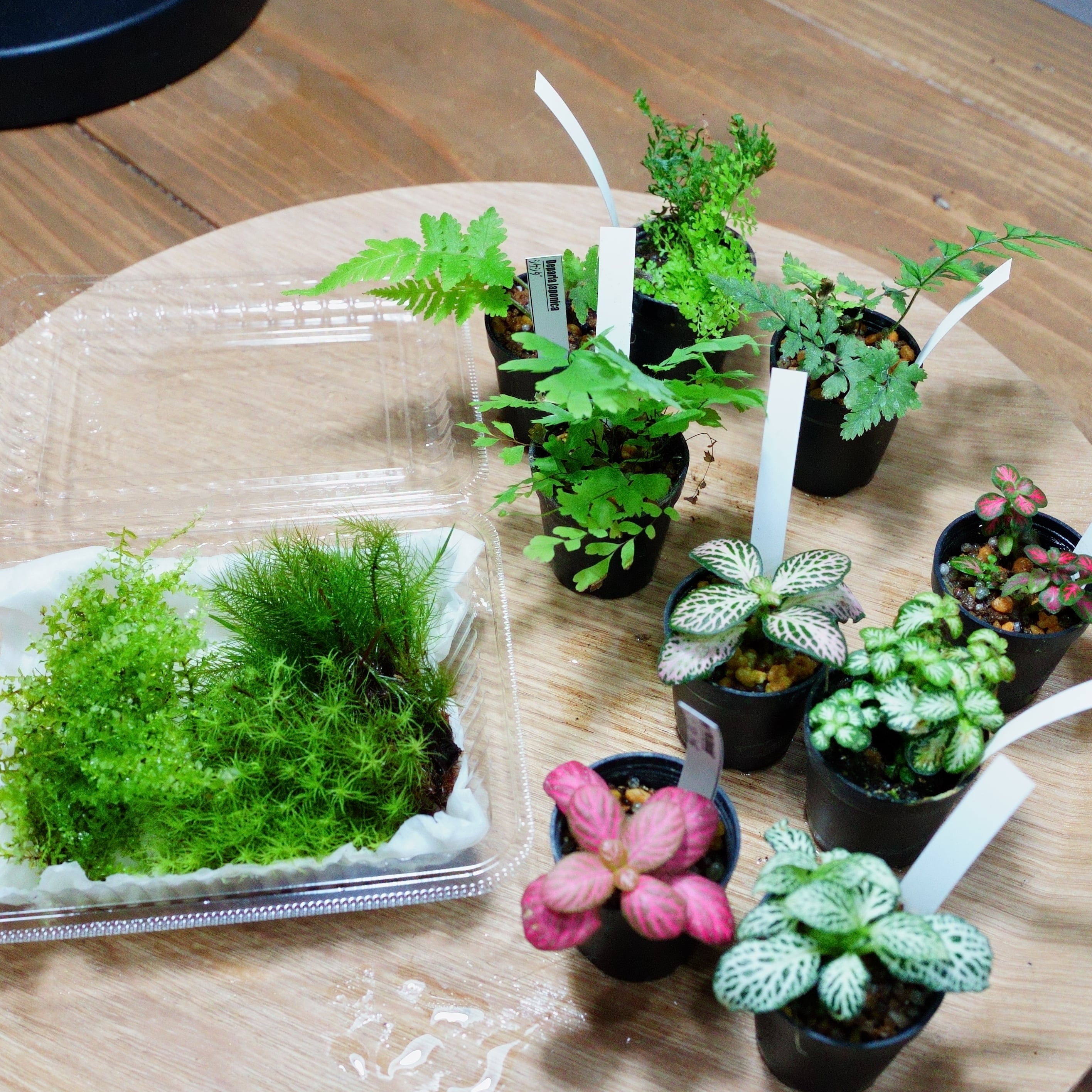 お得セット | 栽培苔と苔テラリウム用品の西予苔園（せいよこけえん