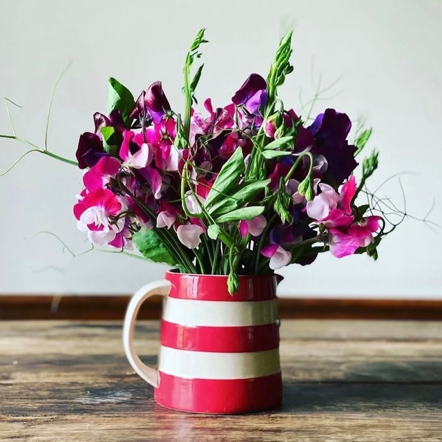 【cornishware】ジャグ｜Mサイズ