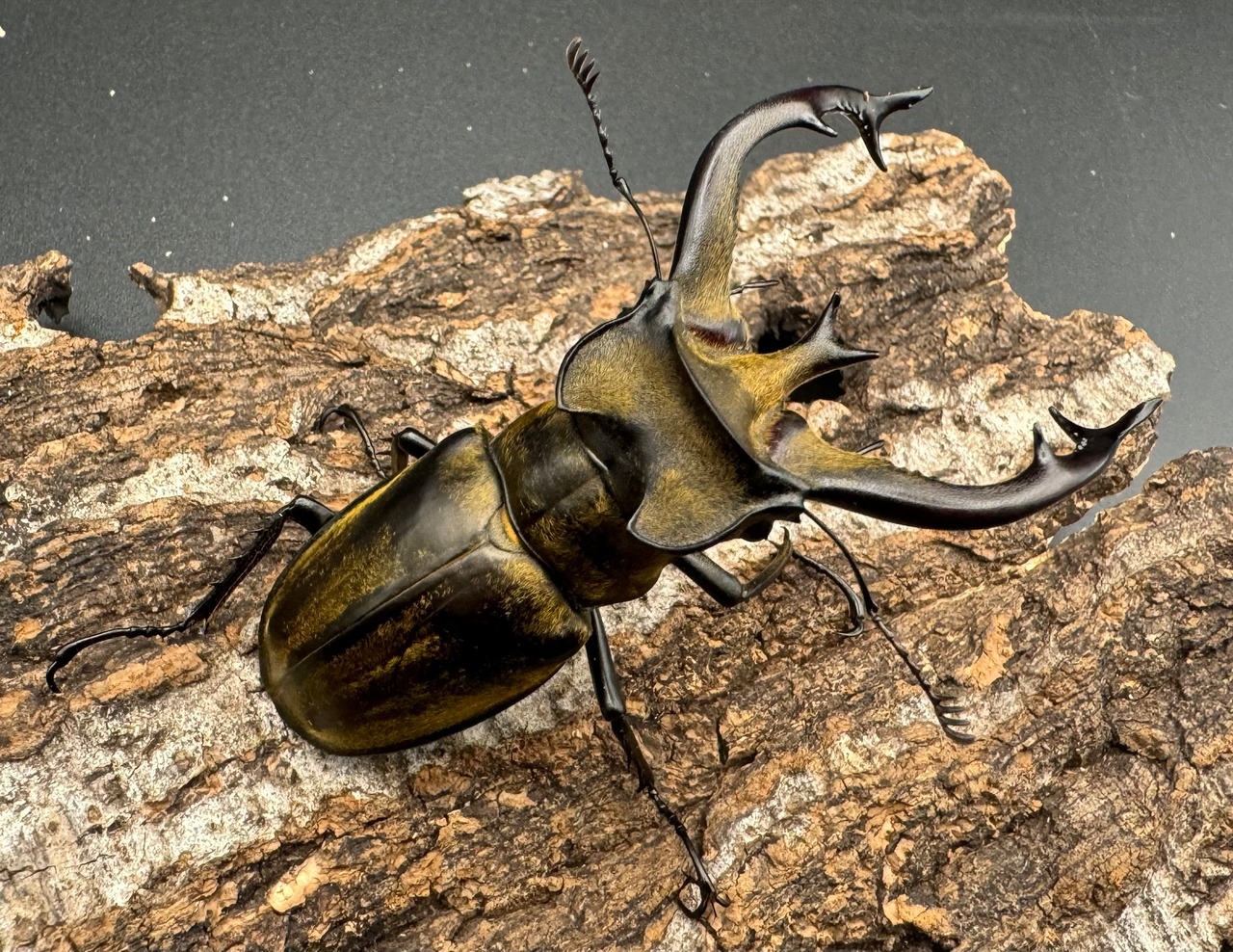 【WD】《チベットミヤマ亜種フルキフェル 75mm ♂B品ペア》